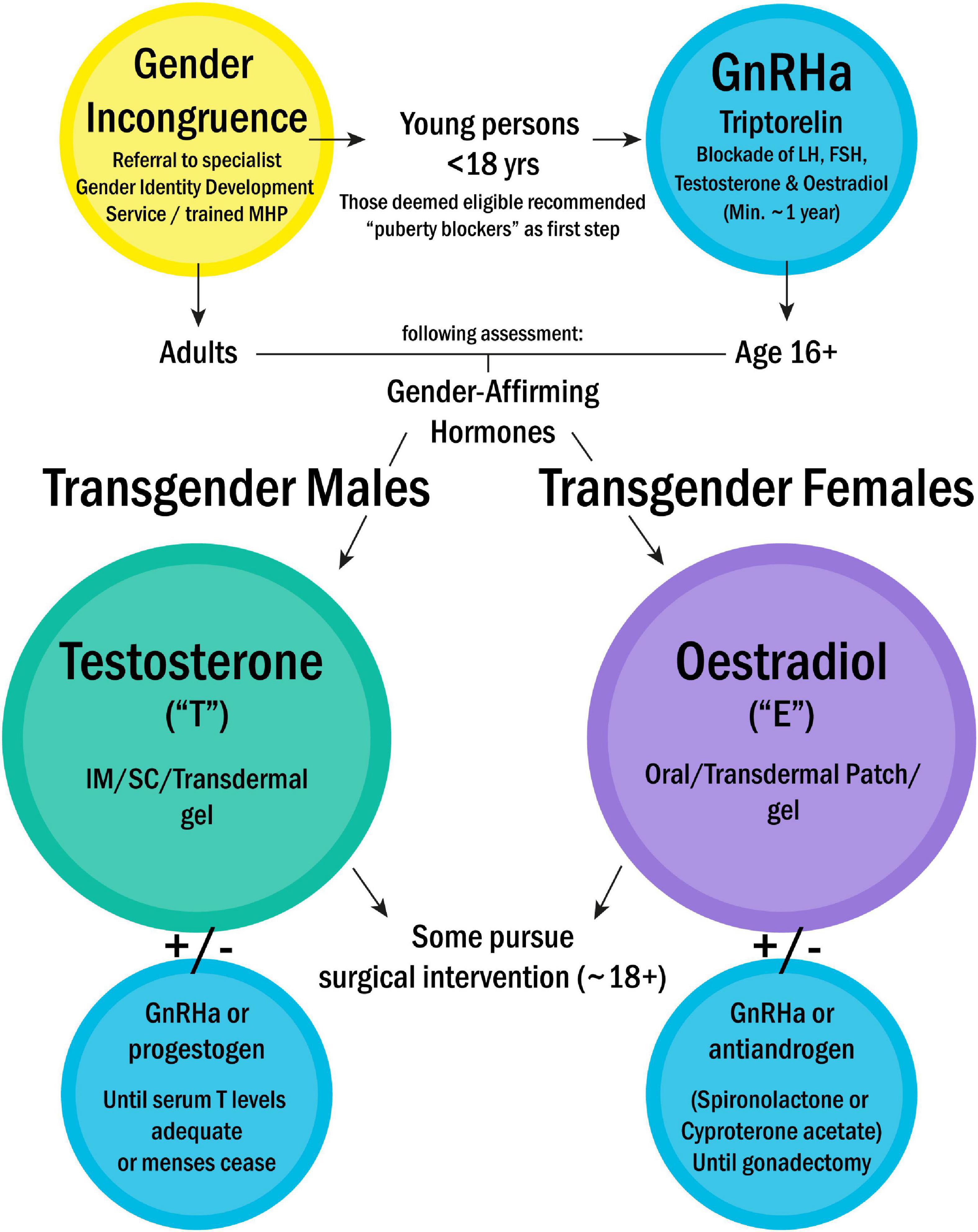 Episode 9: Feminizing Hormone Therapy for MtF Transition