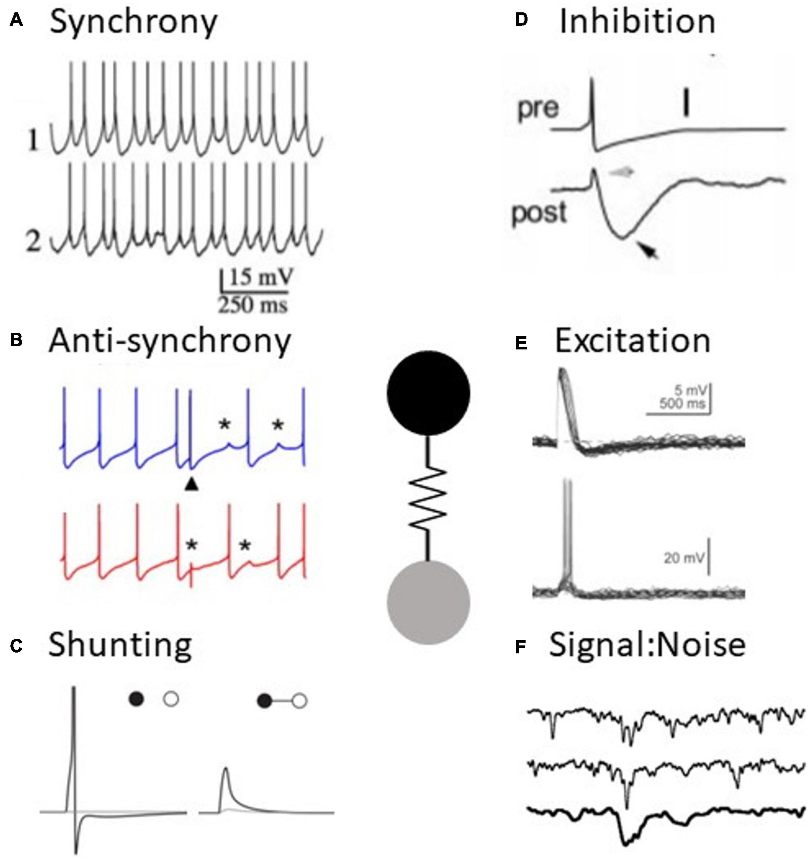 File:Neuromuscular electrical stimulation promoted brain plasticity.jpg -  Wikimedia Commons