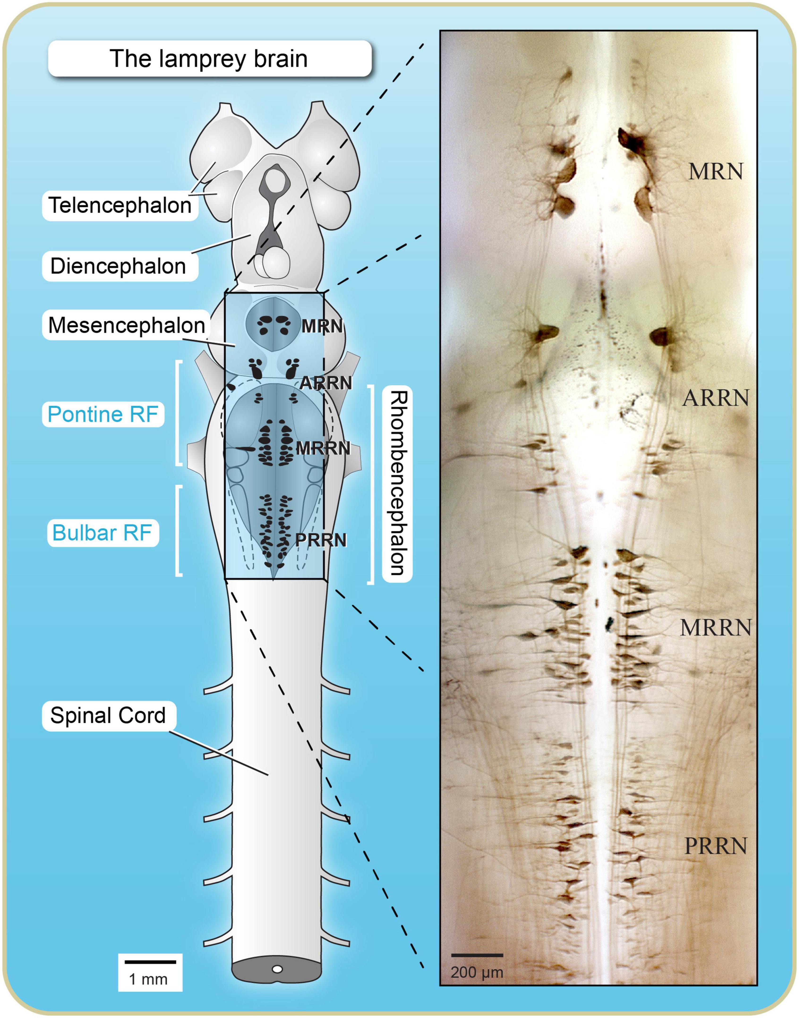 Frontiers  The Mesencephalic Locomotor Region: Beyond Locomotor Control