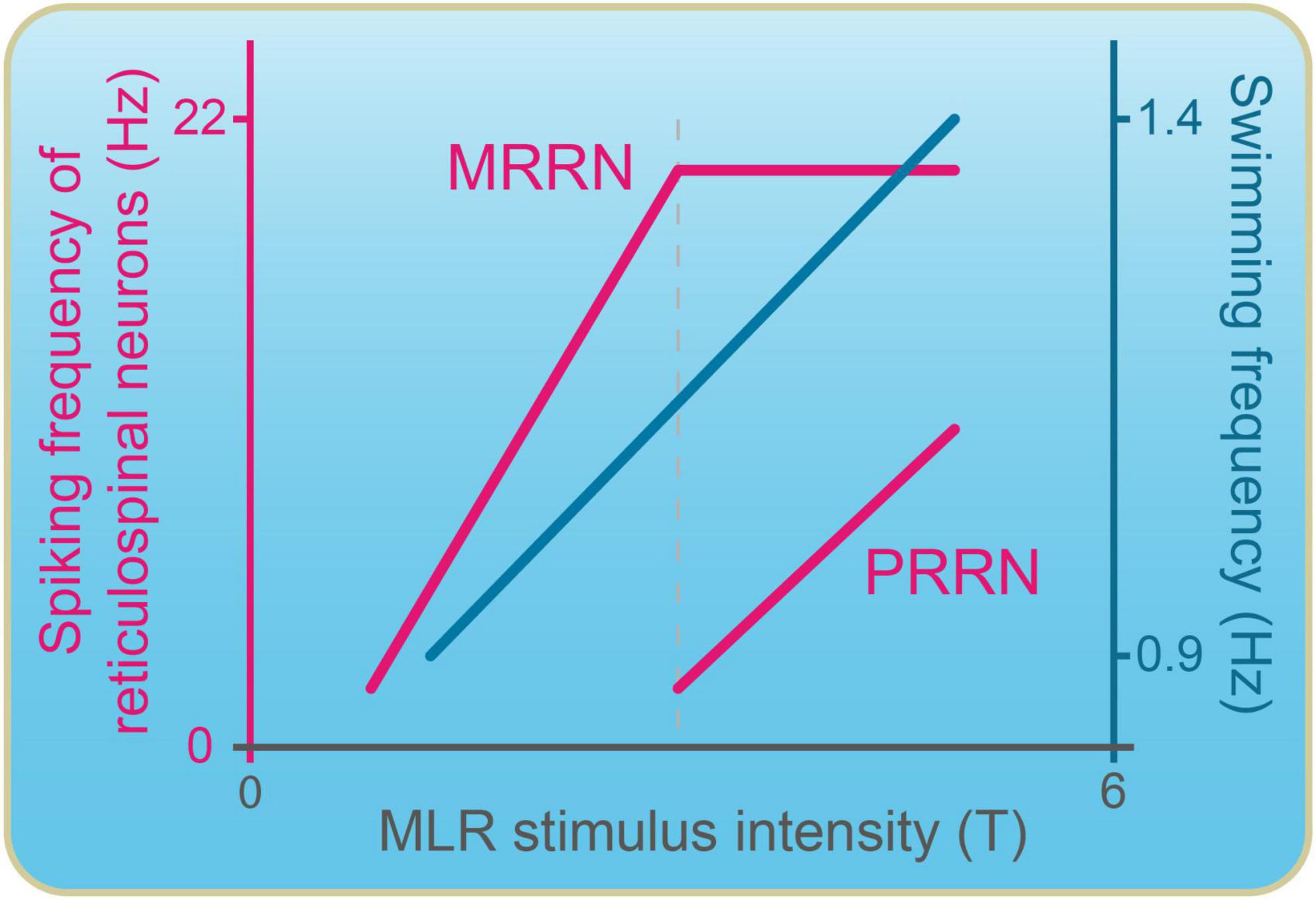 Frontiers  The Mesencephalic Locomotor Region: Beyond Locomotor Control