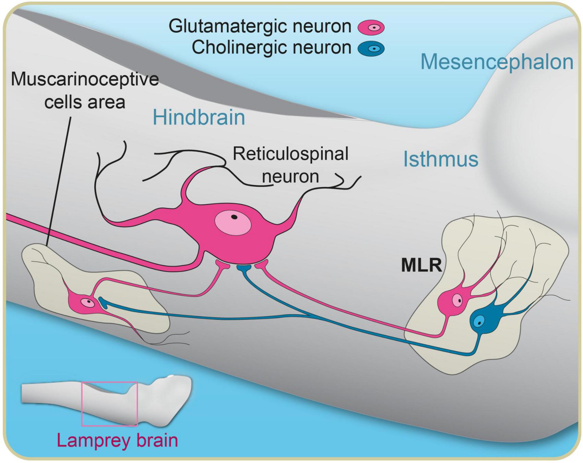 Frontiers  The Mesencephalic Locomotor Region: Beyond Locomotor Control