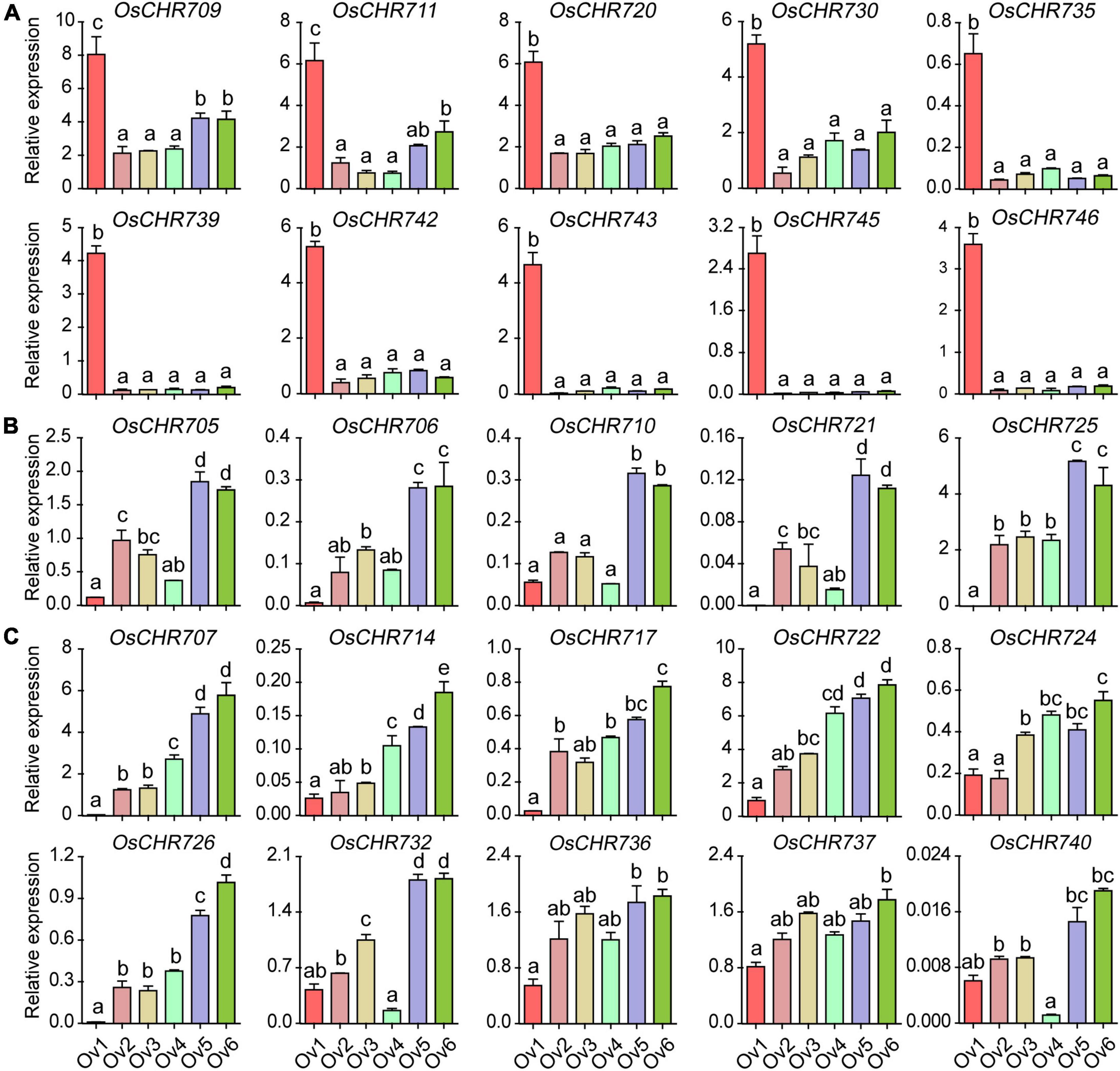 Frontiers | Comparative Expression Profiling of Snf2 Family Genes ...