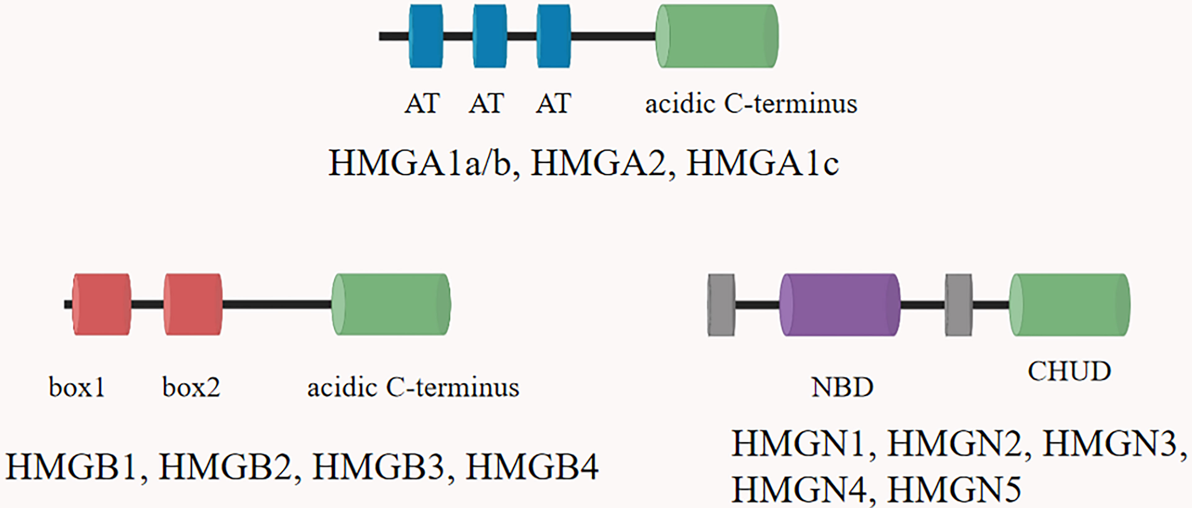 HMGB1/2 acted as a target for corynoxine B (Cory B) to promote