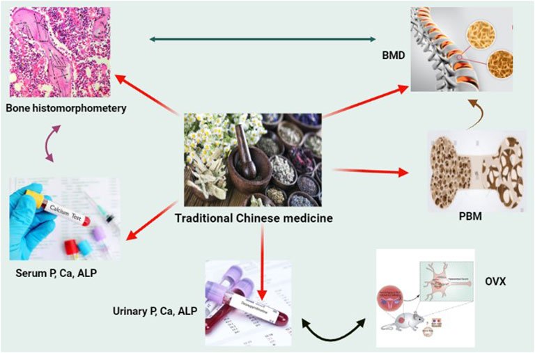 Frontiers  Role of Traditional Chinese Medicine in Bone