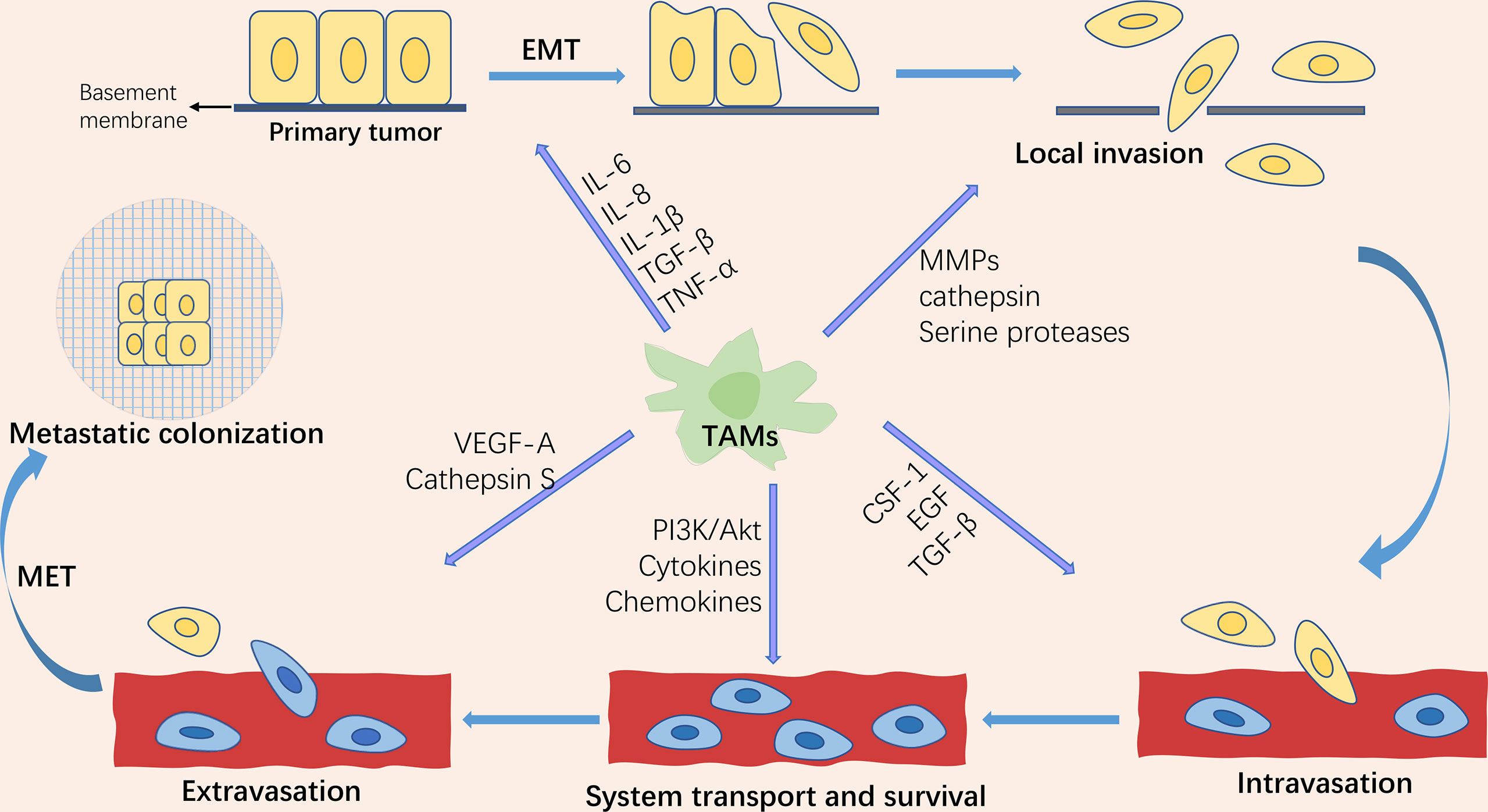 Frontiers Progress Of Tumor associated Macrophages In The Epithelial 