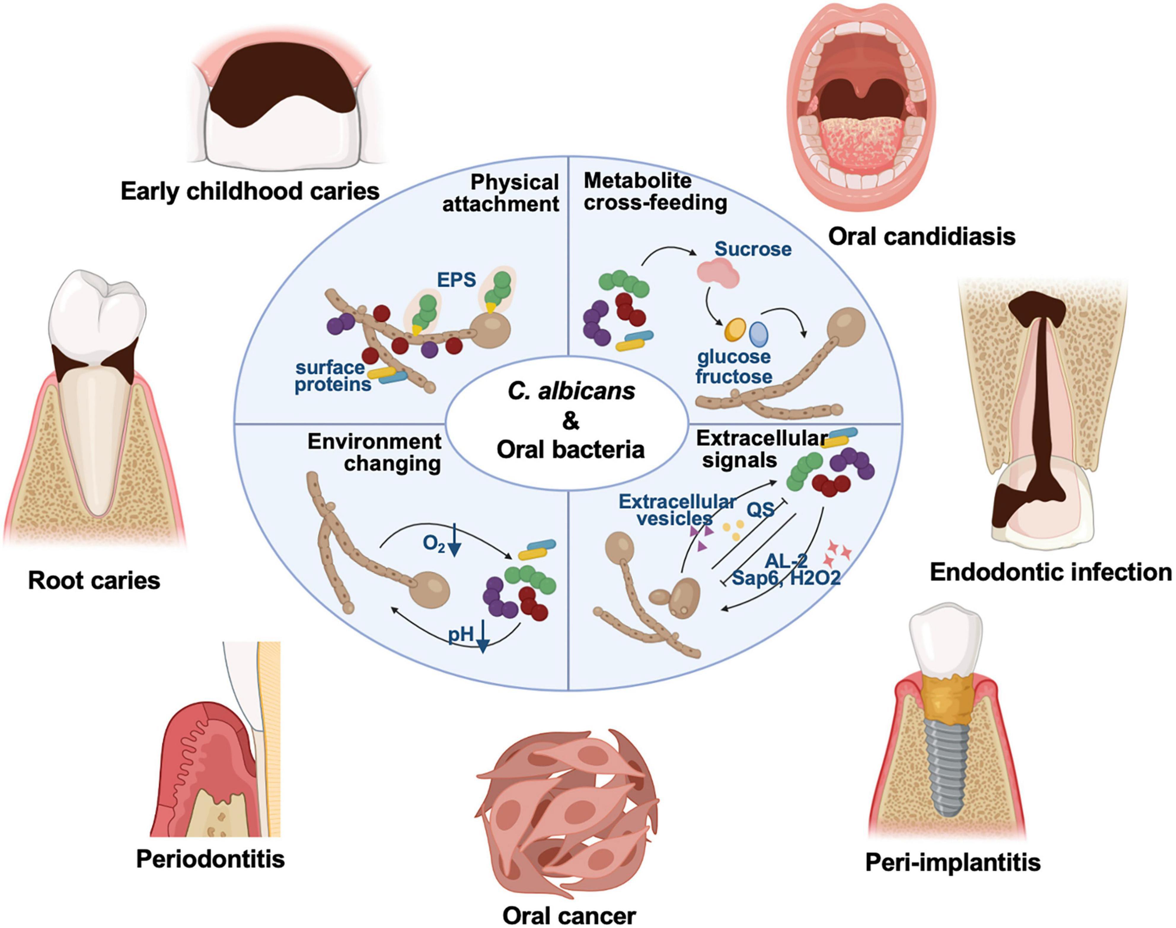 Frontiers Cross kingdom Interaction Between Candida Albicans And Oral 