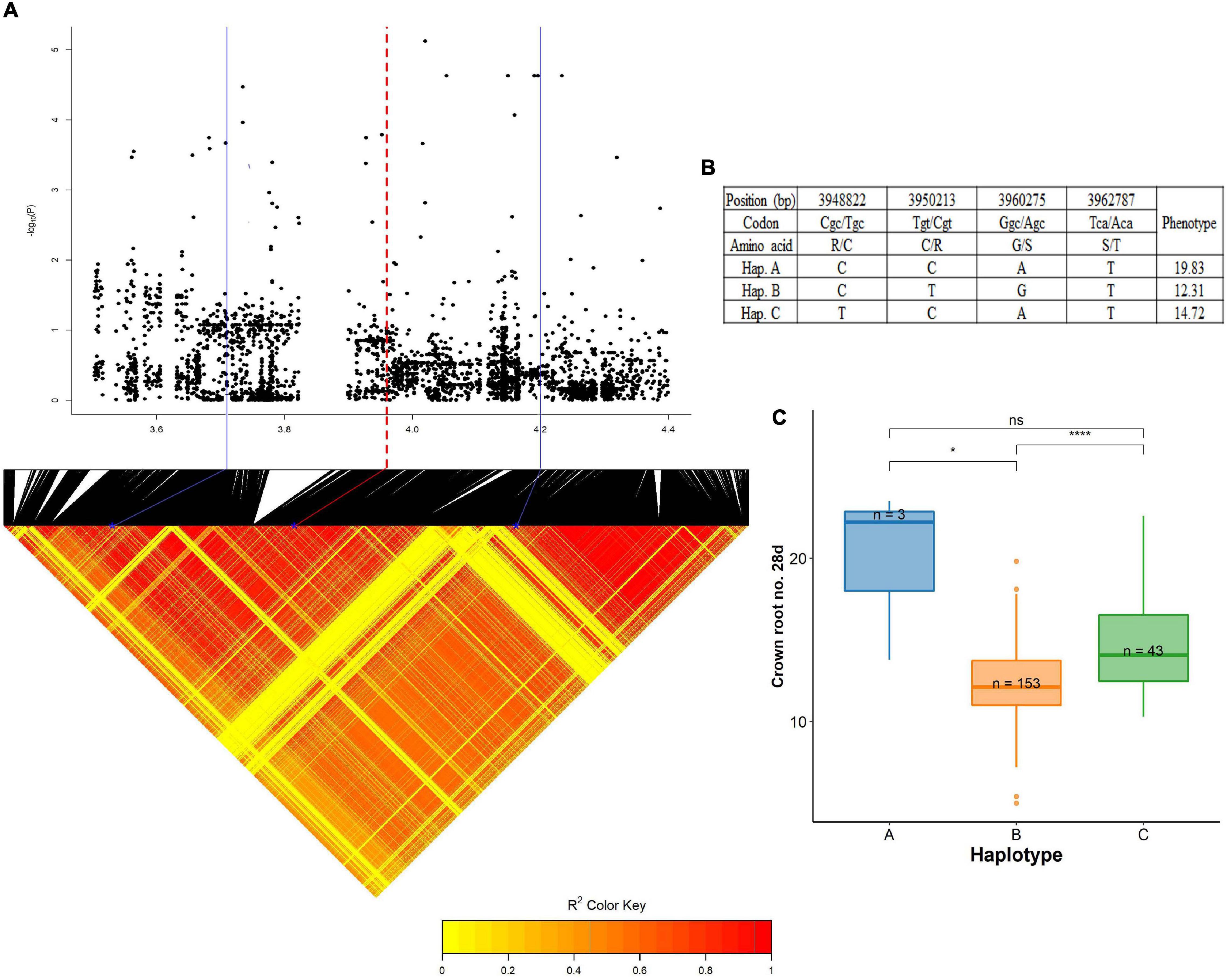 frontiers-superior-haplotypes-for-early-root-vigor-traits-in-rice