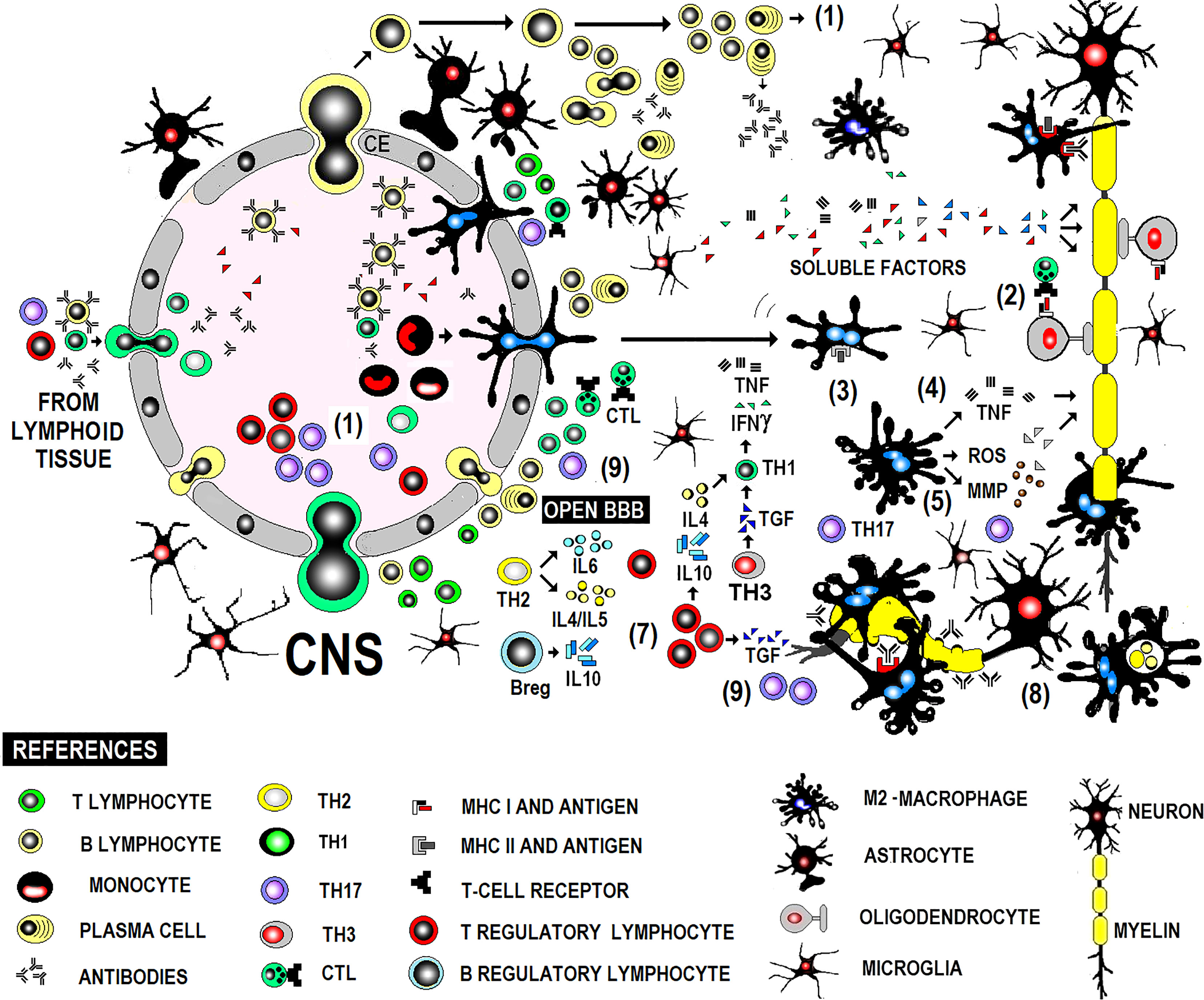 Frontiers | Multidimensional Overview Of Neurofilament Light Chain ...