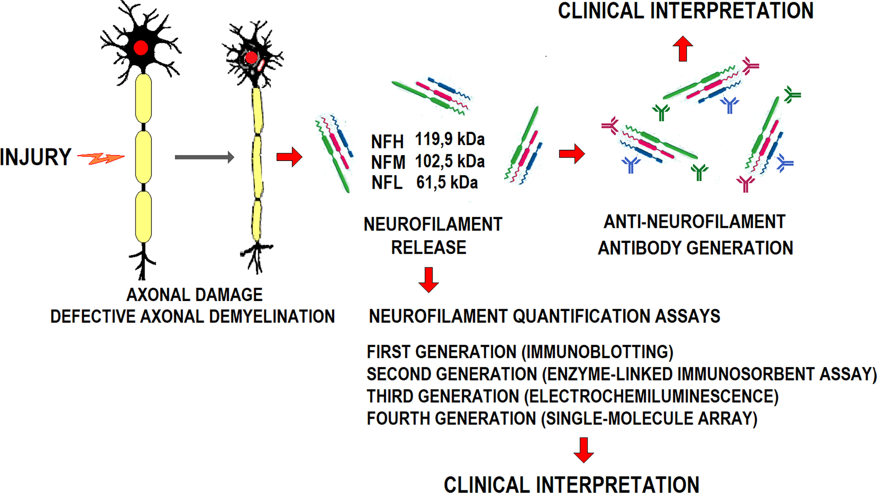 Frontiers | Multidimensional Overview Of Neurofilament Light Chain ...