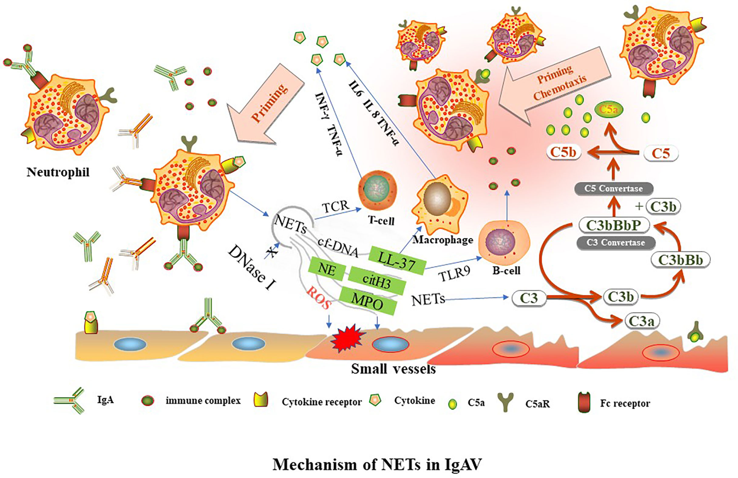 Frontiers  The Significance of Neutrophil Extracellular Traps in