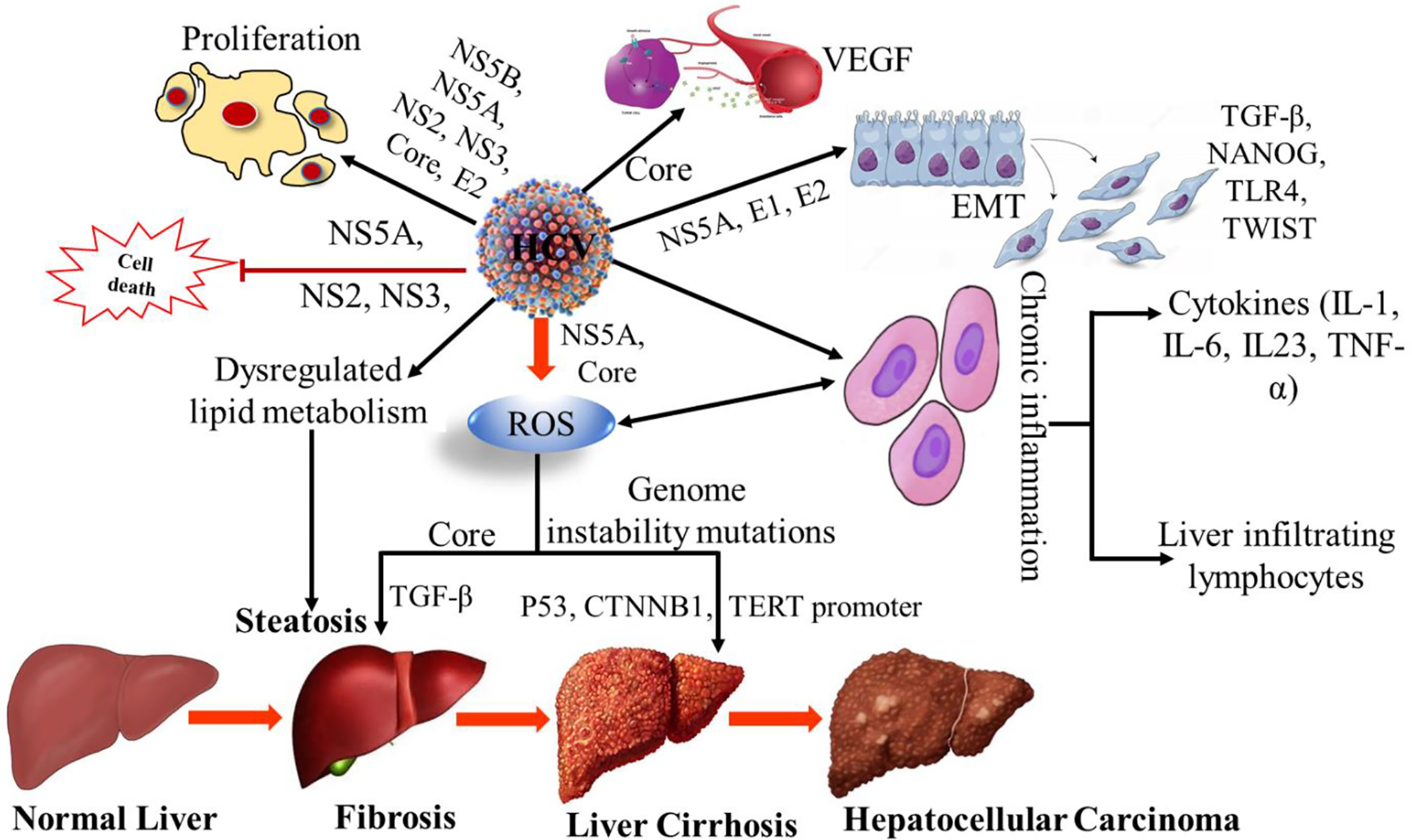 Frontiers Role Of Hepatitis C Virus In Hepatocellular Carcinoma And