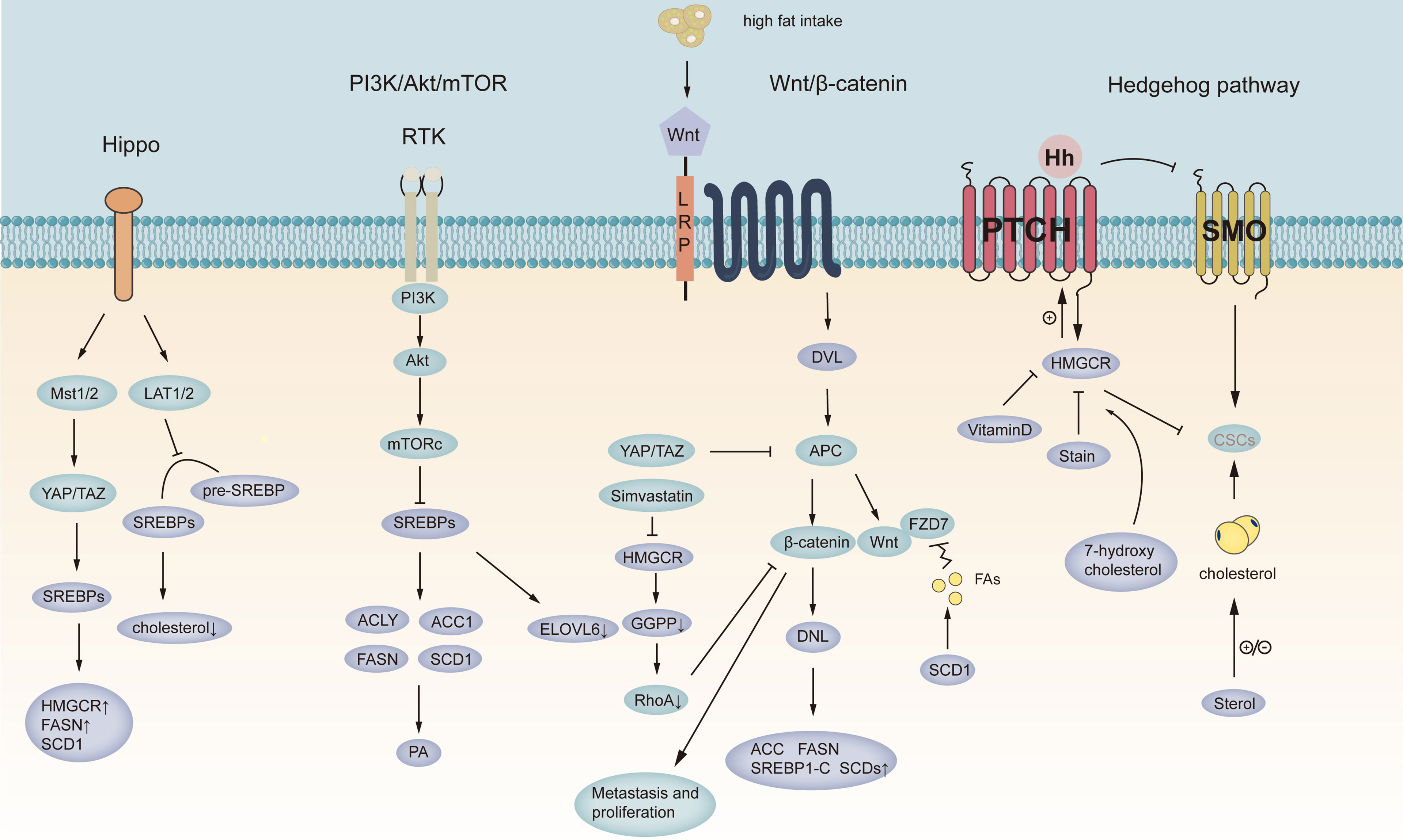 Frontiers | The Role of Lipid Metabolism in Gastric Cancer