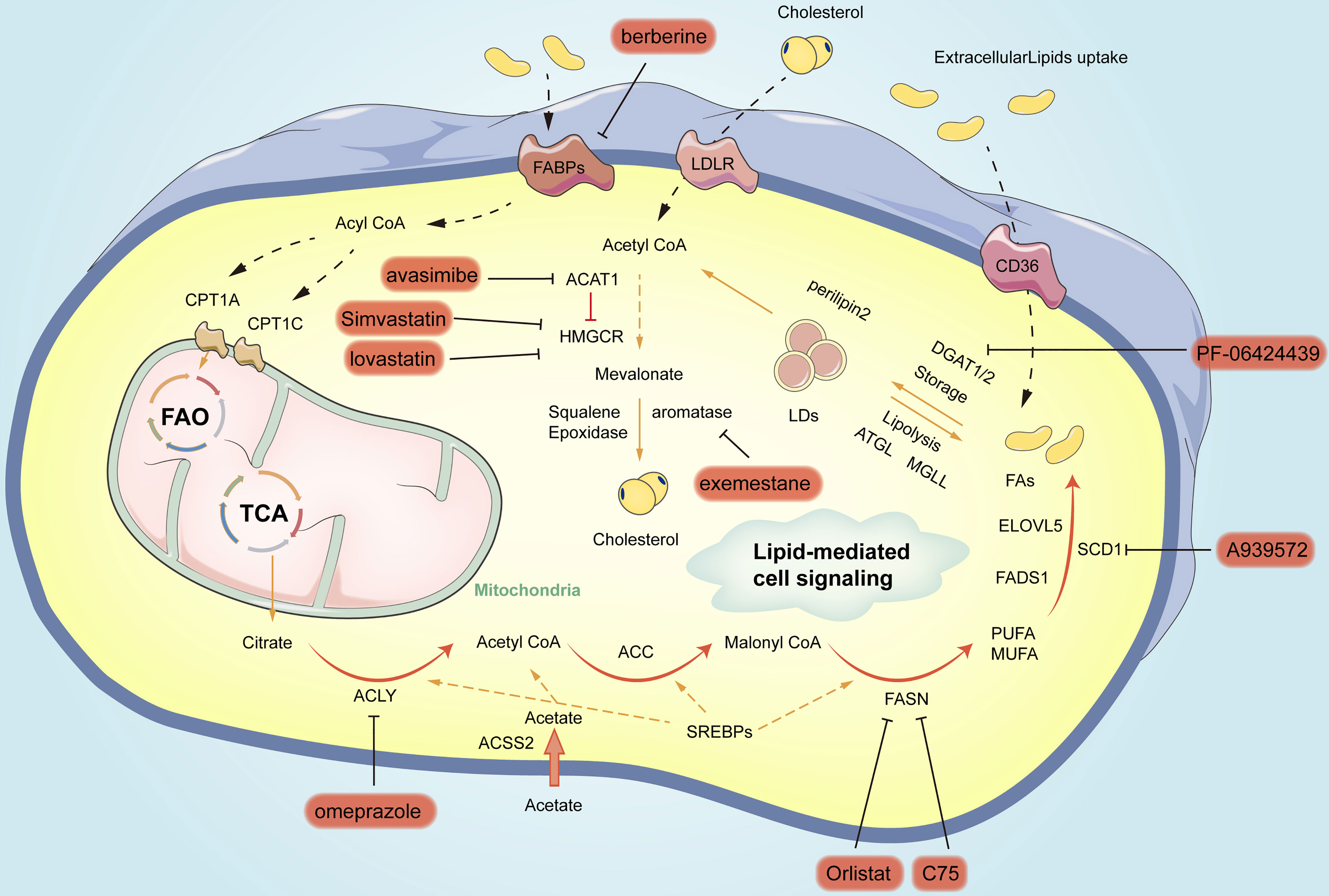 Frontiers  Acetate Revisited: A Key Biomolecule at the Nexus of  Metabolism, Epigenetics, and Oncogenesis – Part 2: Acetate and ACSS2 in  Health and Disease