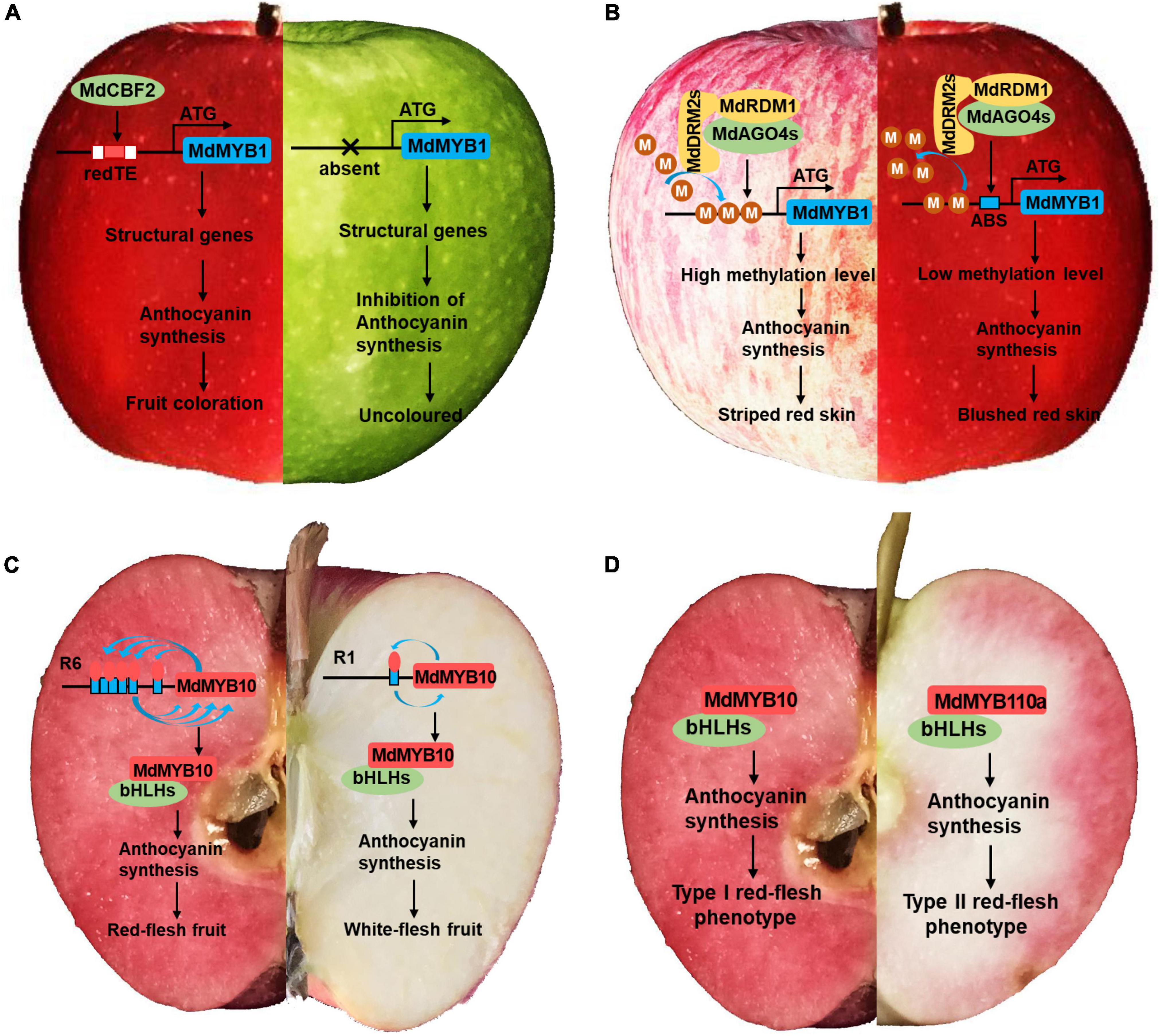 Scientists Sequence Honeycrisp Apple Genome- Crop Biotech Update