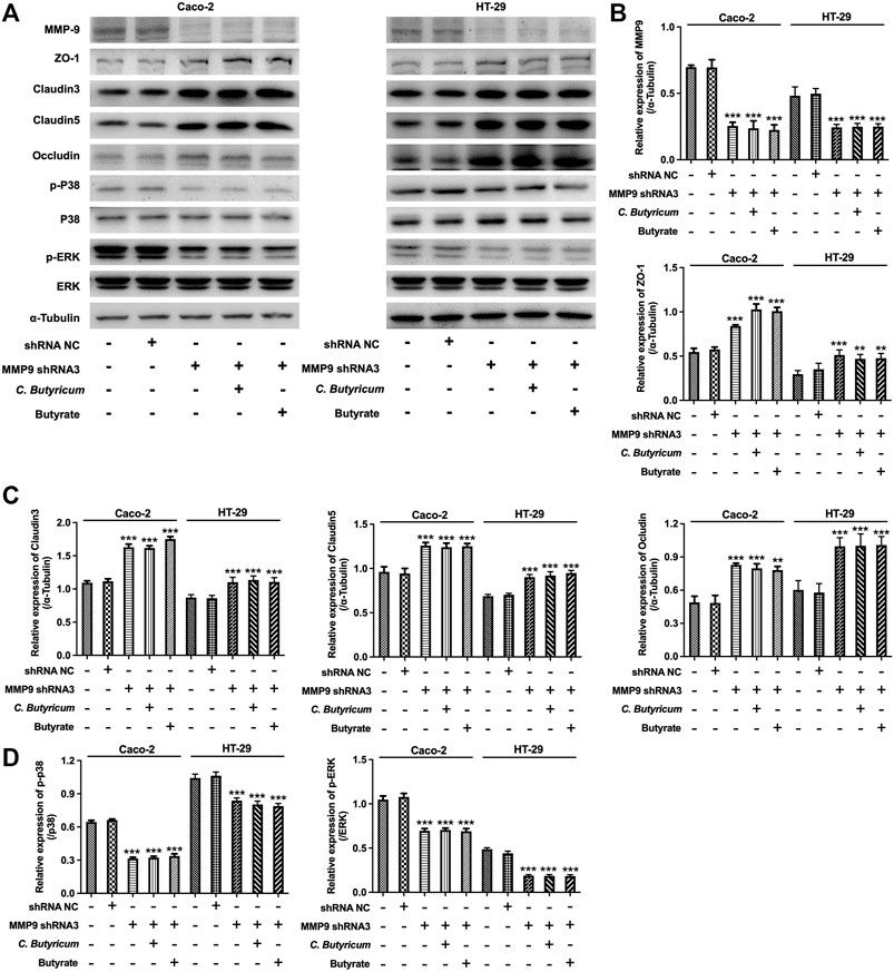 Frontiers | Clostridium butyricum Protects Against Pancreatic and ...