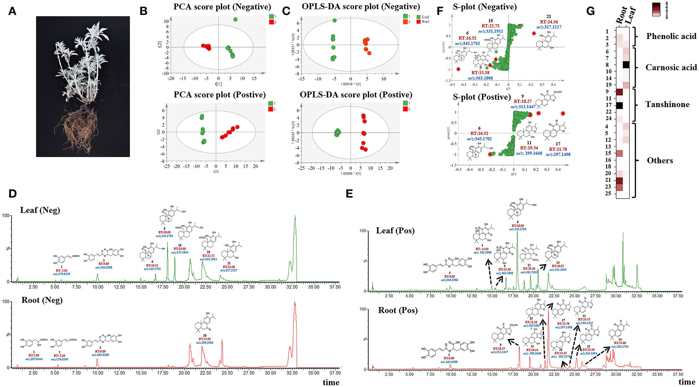 Frontiers | Identification of Abietane-Type Diterpenoids and