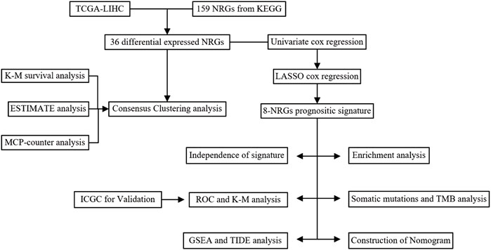 Frontiers | A necroptosis -related signature for predicting prognosis ...