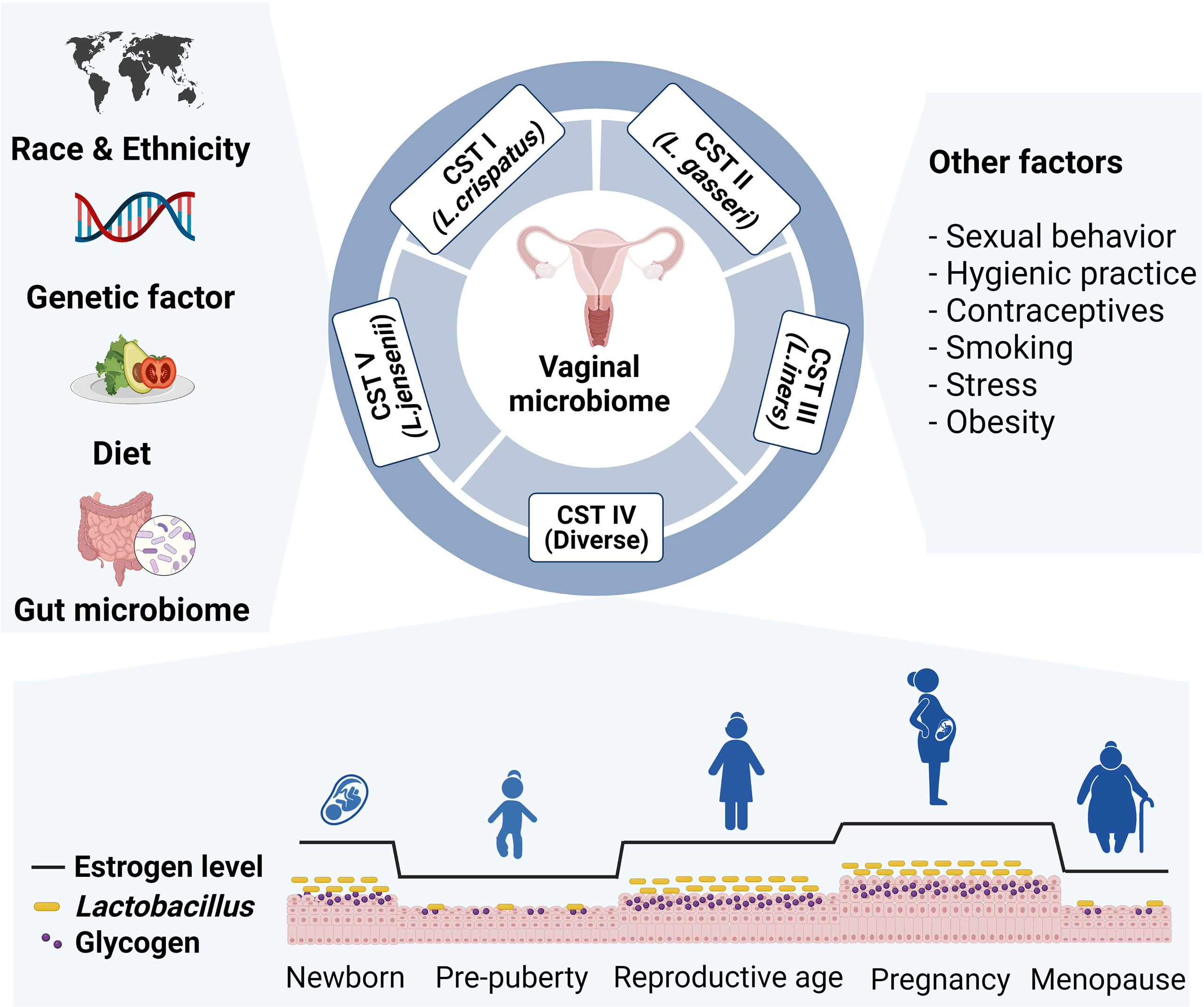 Menopause and the vaginal microbiome - ScienceDirect