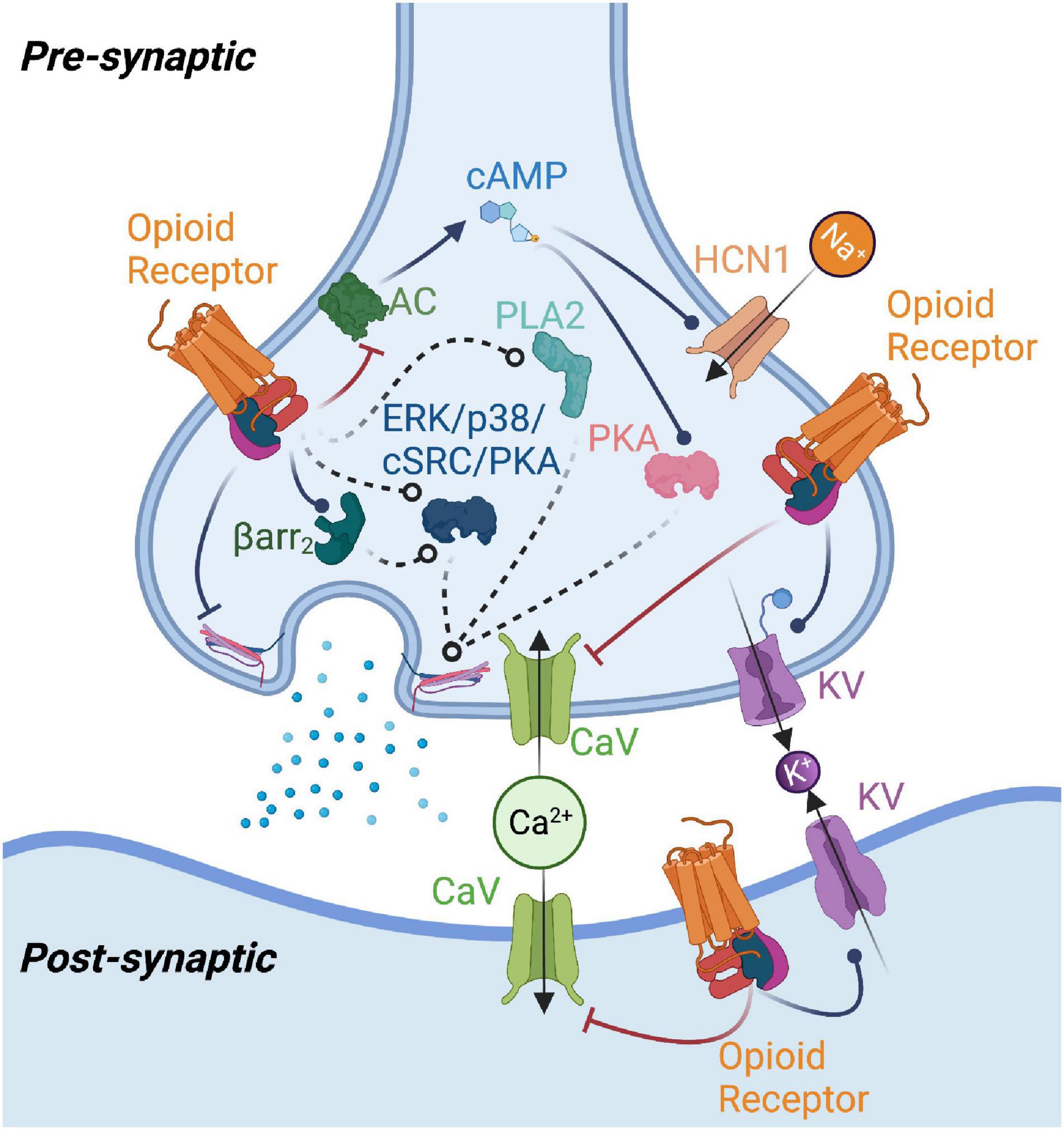 Frontiers Opioid Receptor Mediated Regulation Of Neurotransmission In 