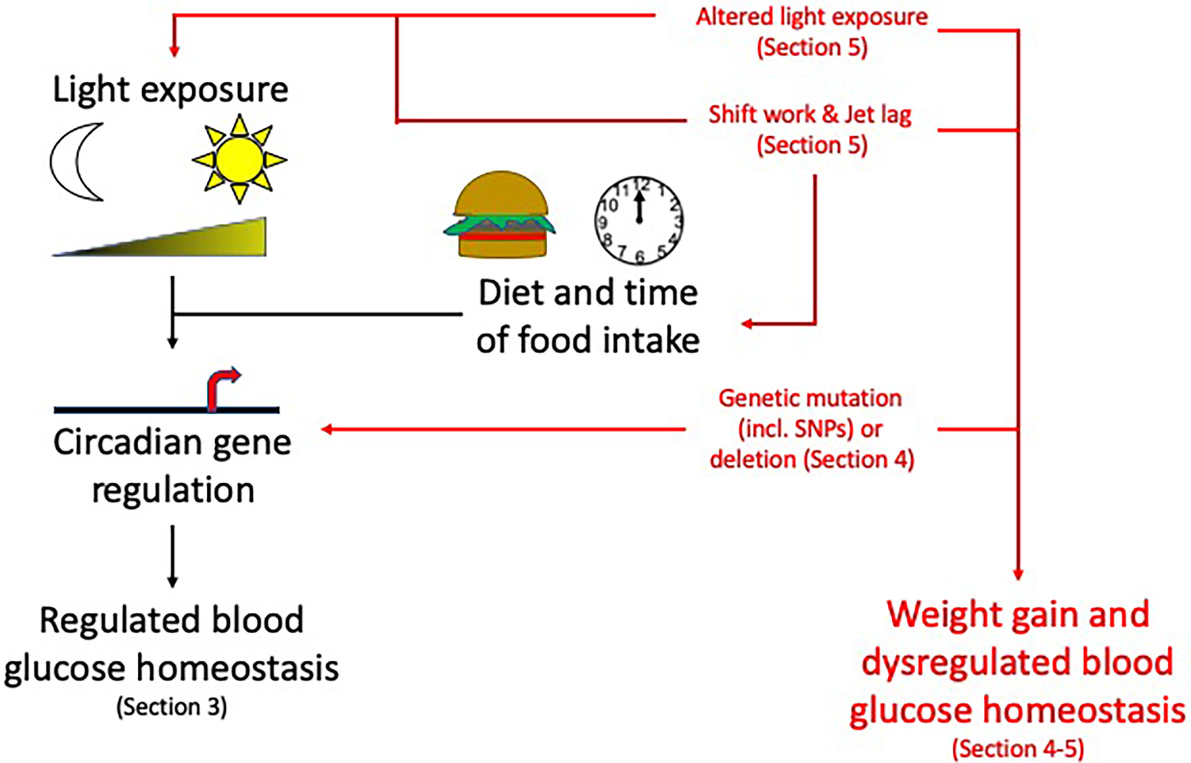 Frontiers Circadian Rhythms And Pancreas Physiology A Review 