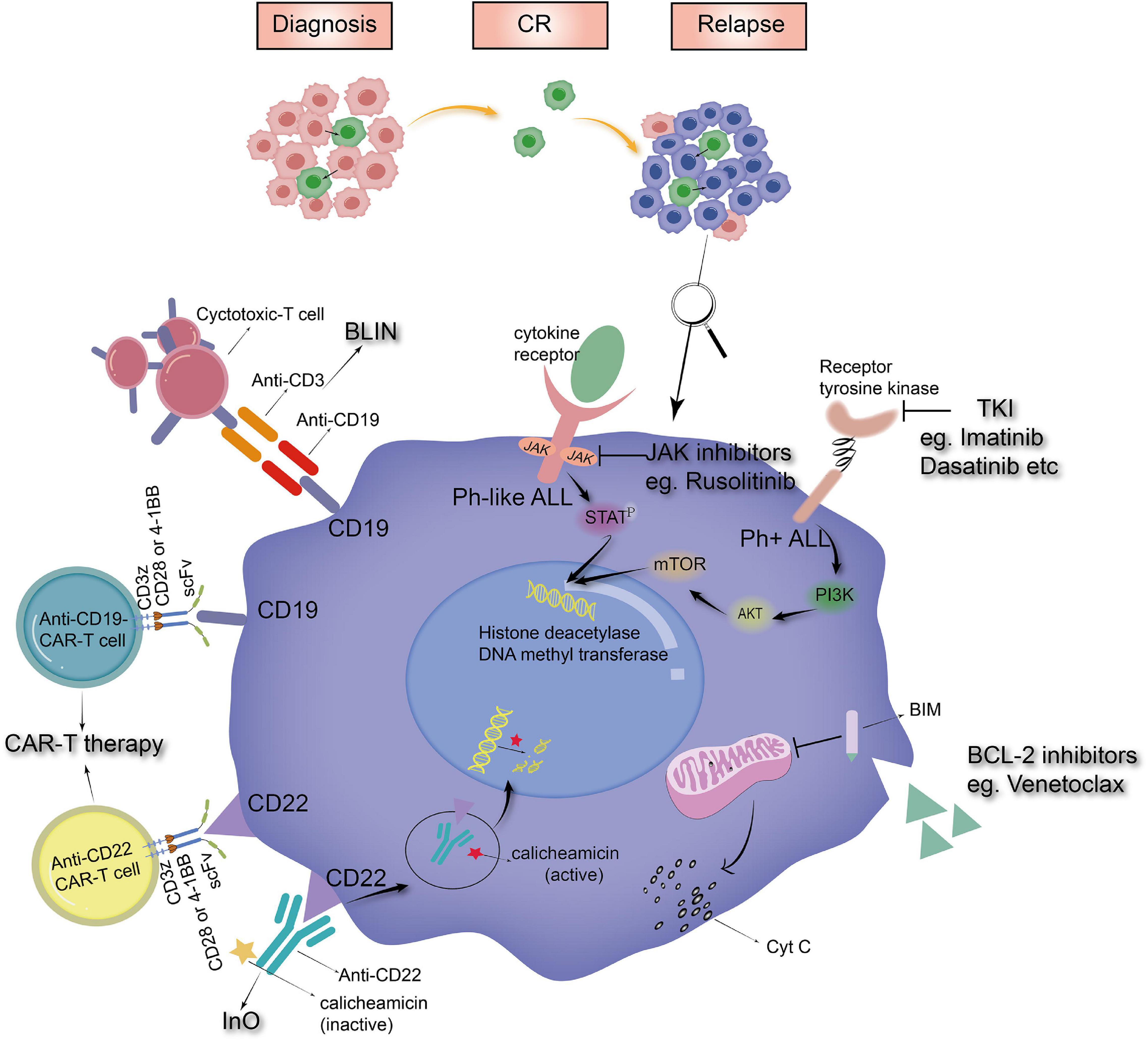 Frontiers Novel Treatments For Pediatric Relapsed Or Refractory Acute 