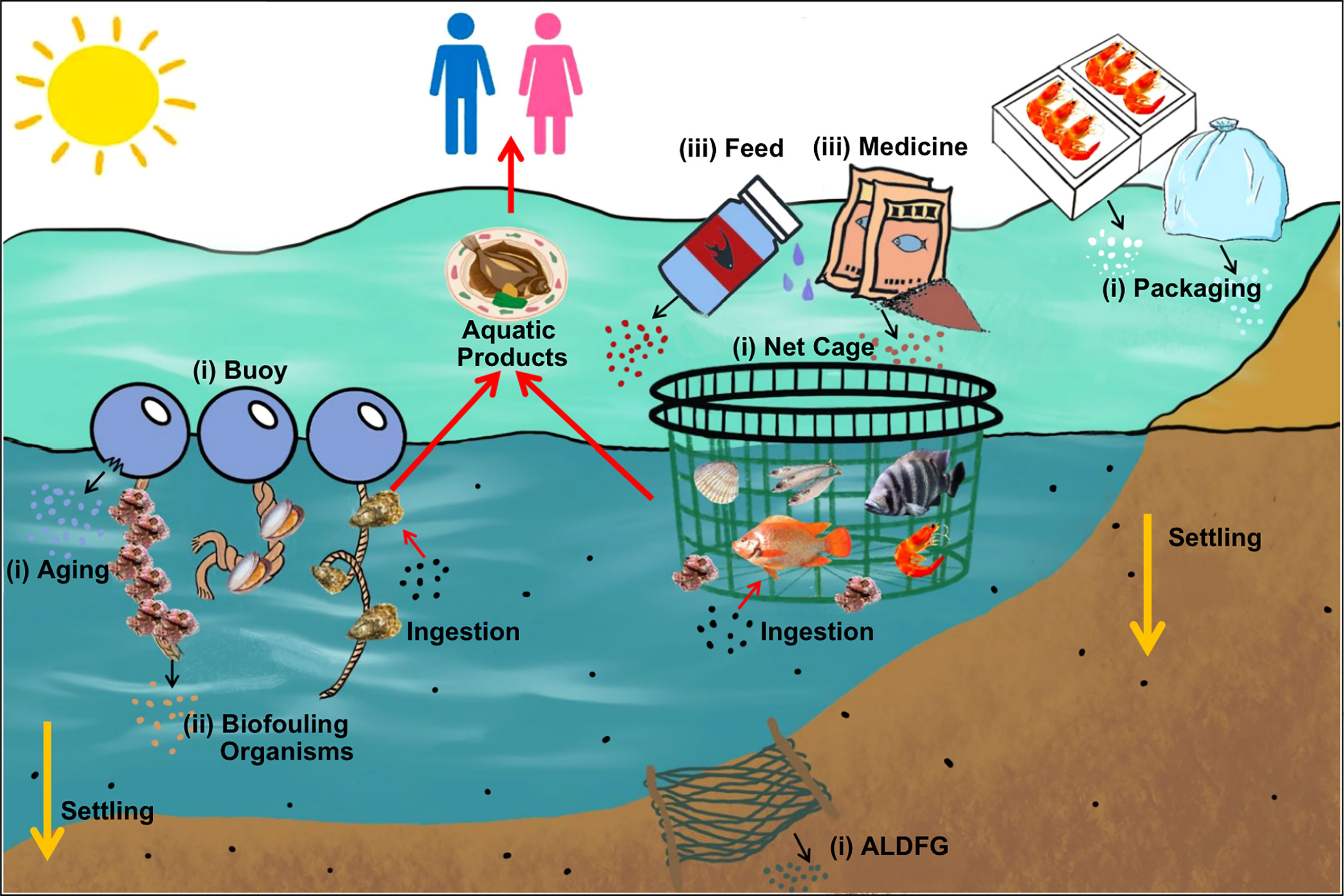 Frontiers  Risk of aquaculture-derived microplastics in