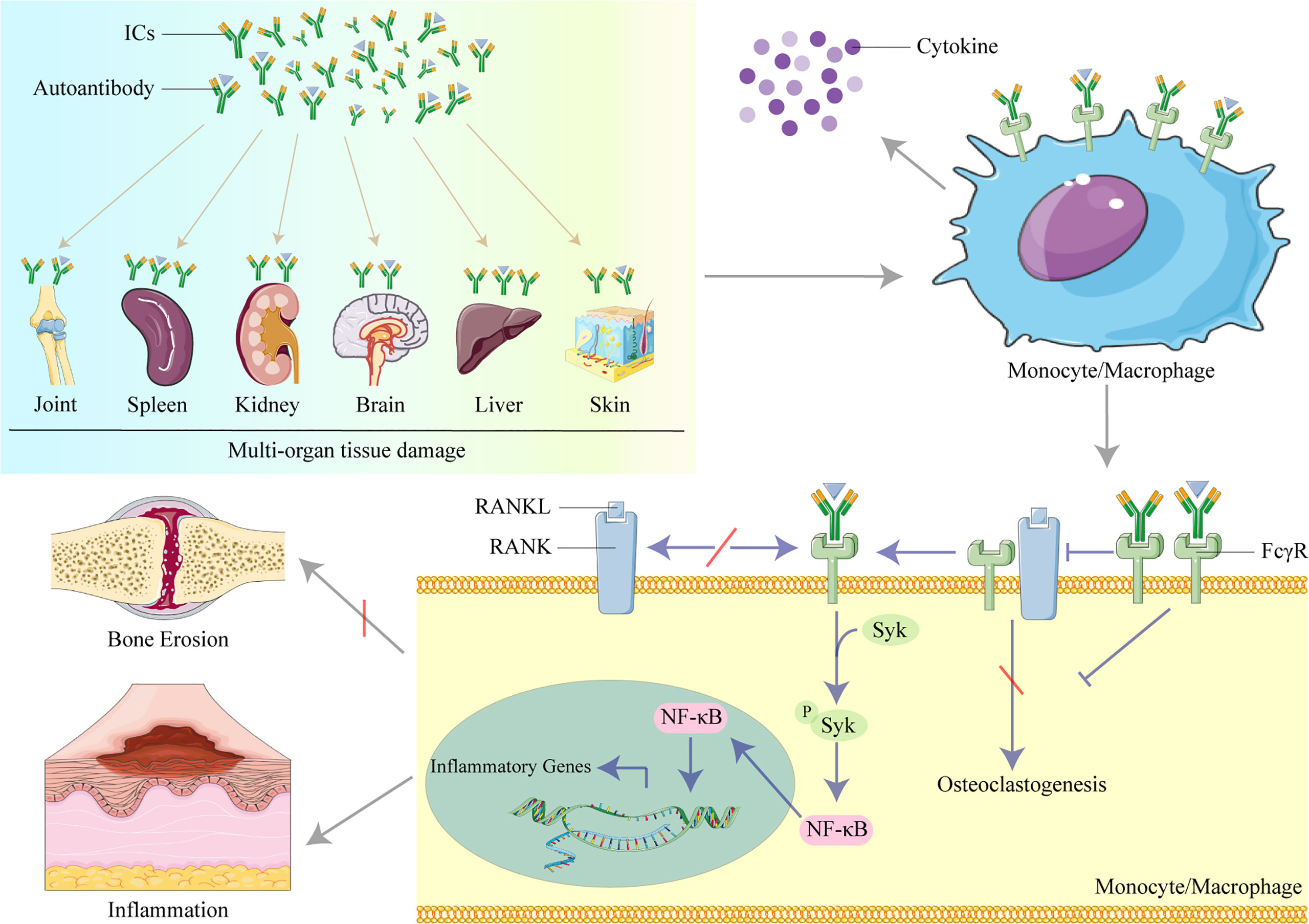 frontiers-the-role-of-organ-deposited-igg-in-the-pathogenesis-of