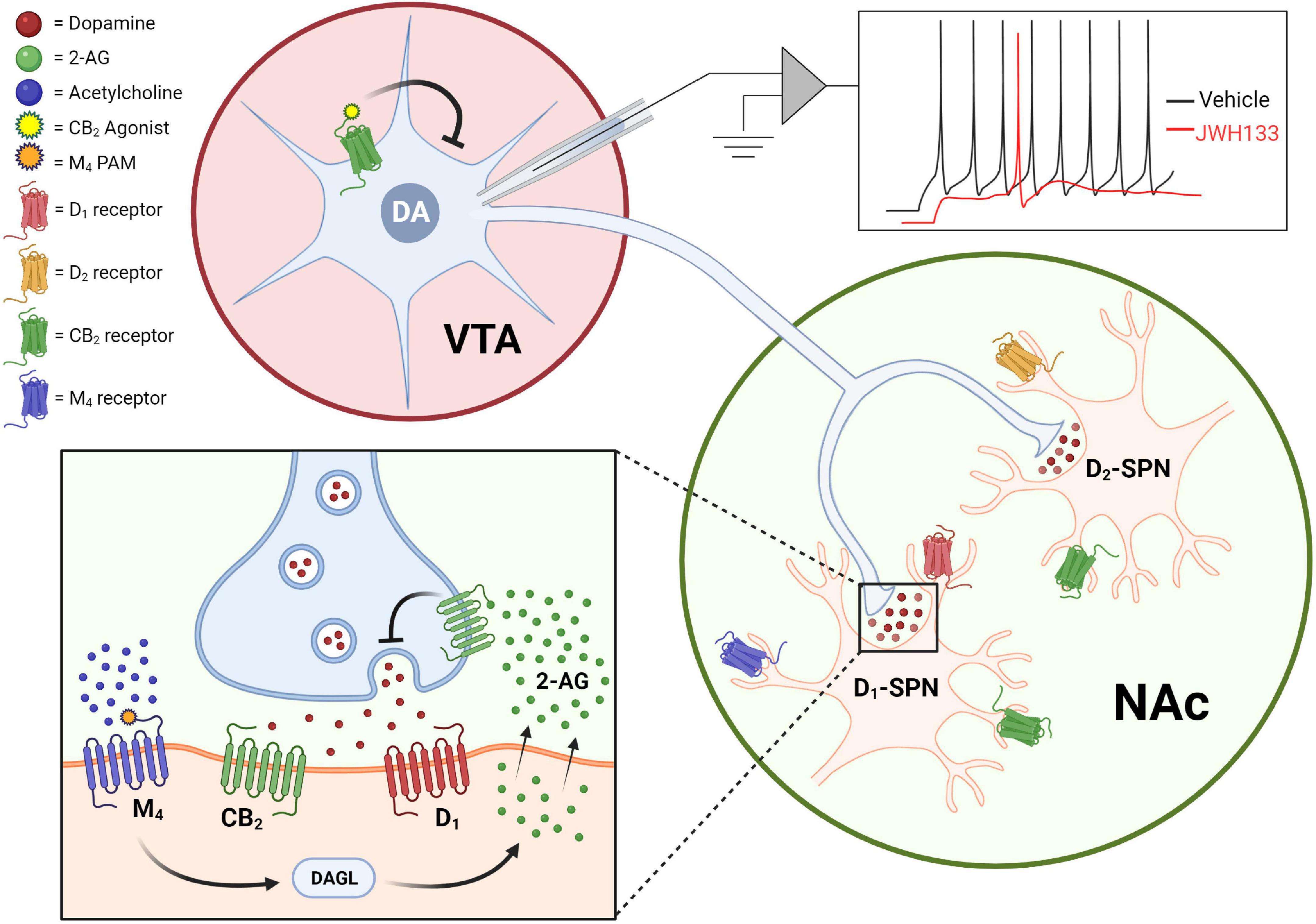 Frontiers Cannabinoid Type 2 Receptors An Emerging Target For 