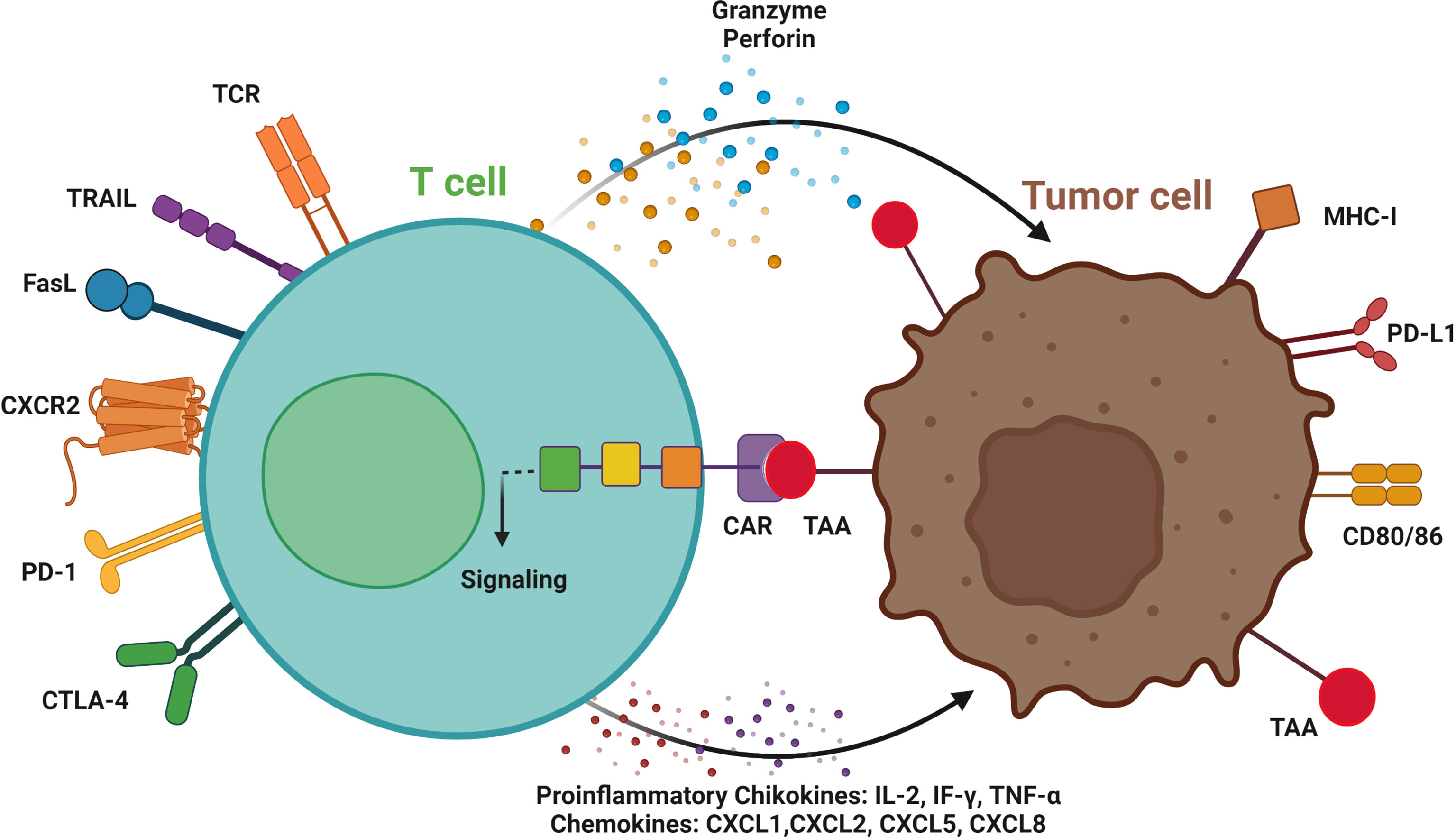 Frontiers | CAR T-Cell-Based gene therapy for cancers: new perspectives ...