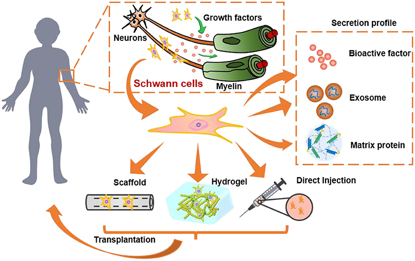 Frontiers Biomaterial Based Schwann Cell Transplantation And Schwann Cell Derived Biomaterials
