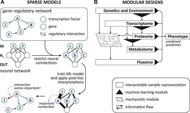 Frontiers | Interpretable Machine Learning Methods For Predictions In ...