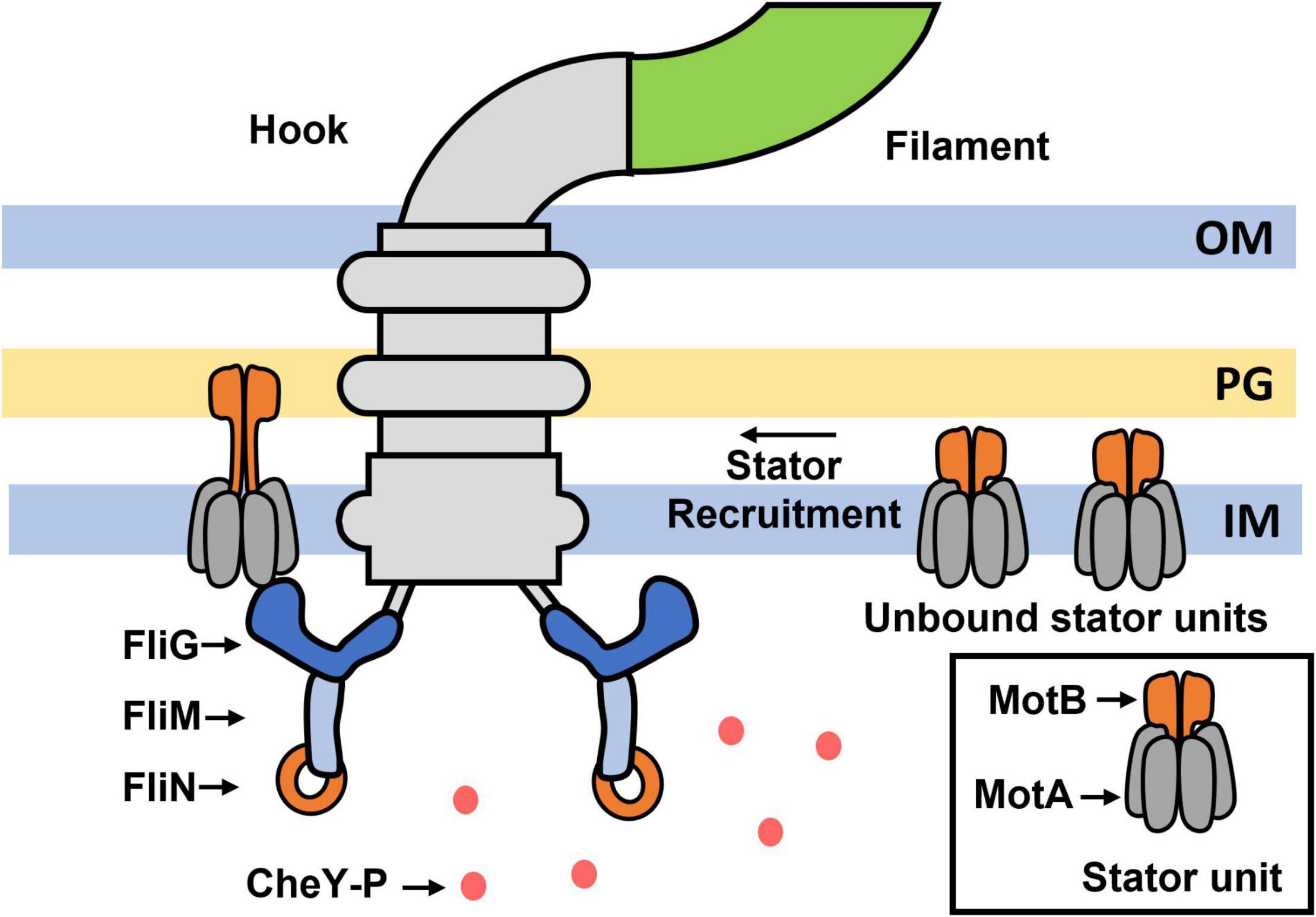 Frontiers Bacterial Proprioception Can A Bacterium Sense Its Movement 