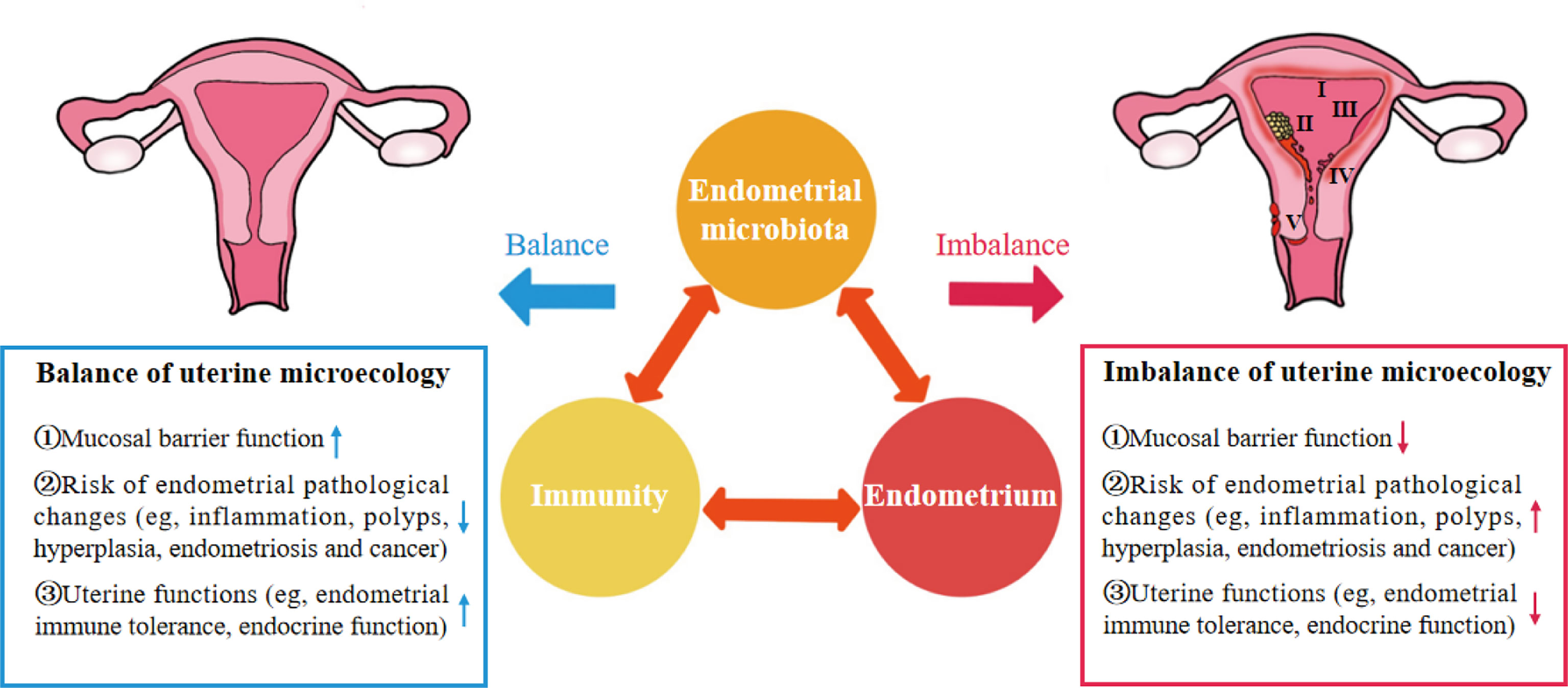 Frontiers Iron Triangle Of Regulating The Uterine Microecology 