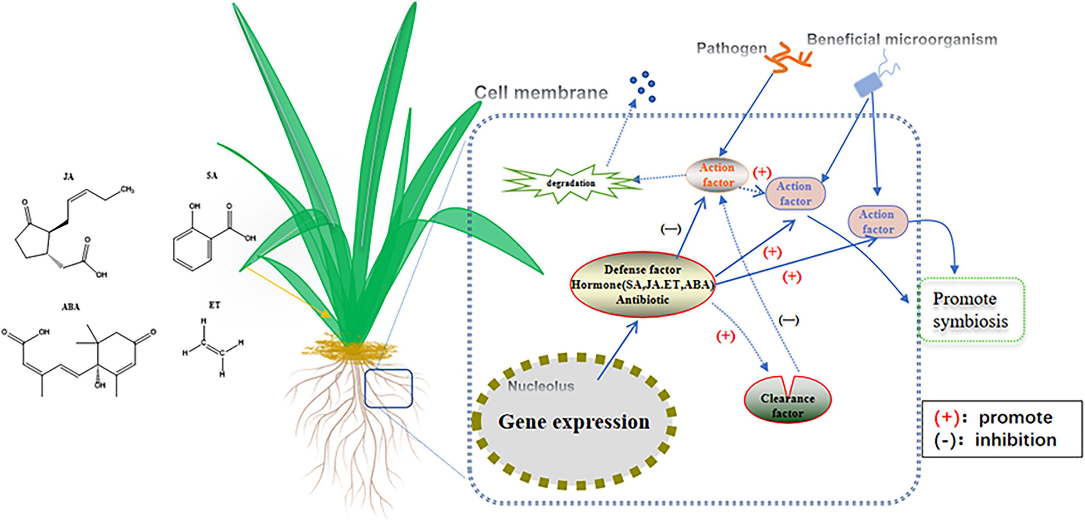 Frontiers Biosynthetic Mechanisms Of Secondary Metabolites Promoted 