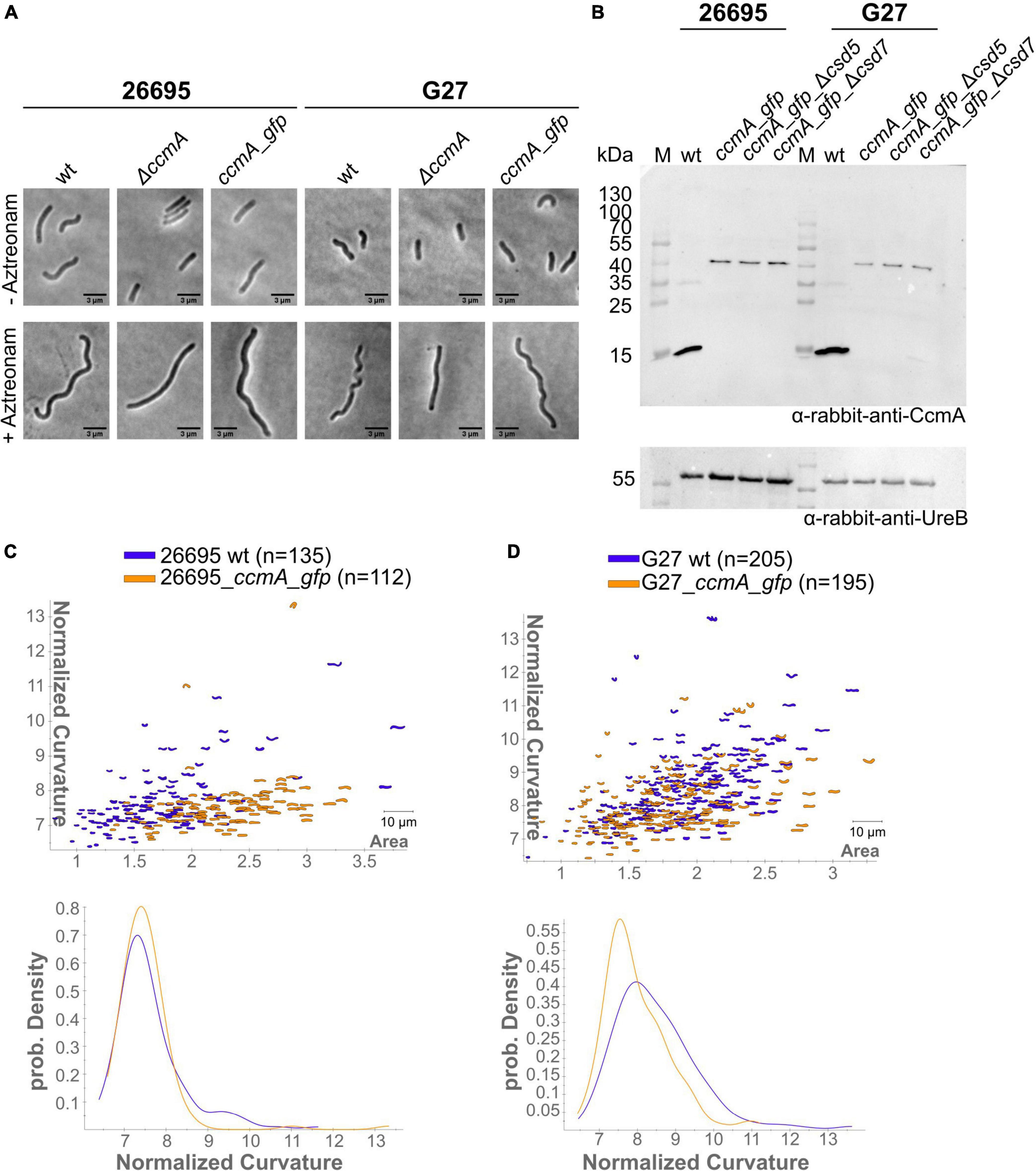 Global mode structure of EGAM in the case of exponentially small EGAM