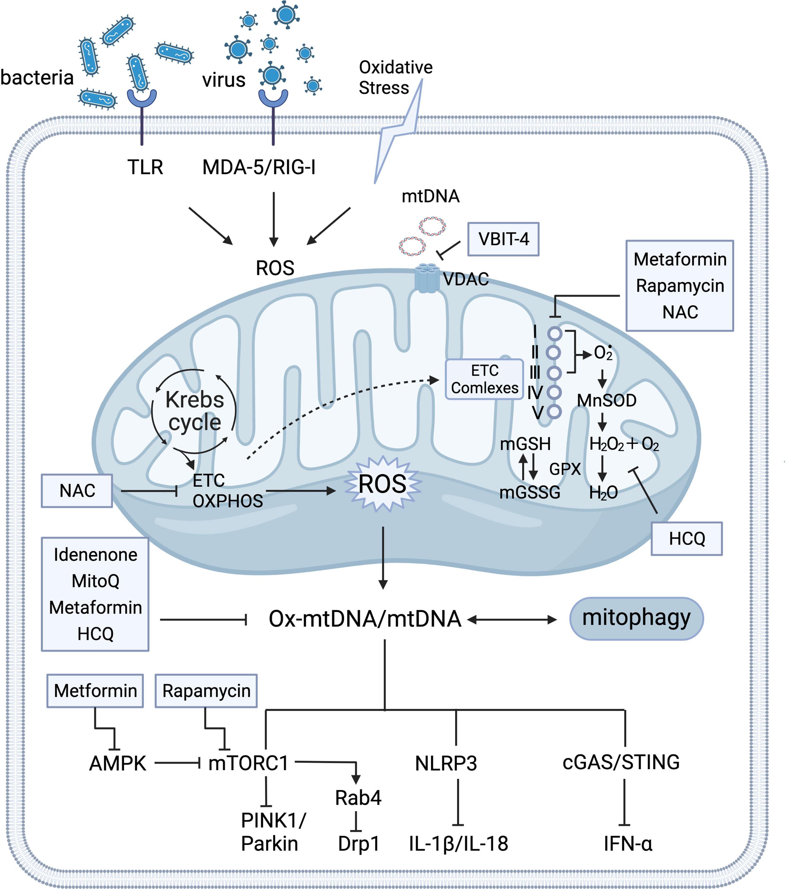 Frontiers Mitochondrial Impairment And Repair In The Pathogenesis Of 