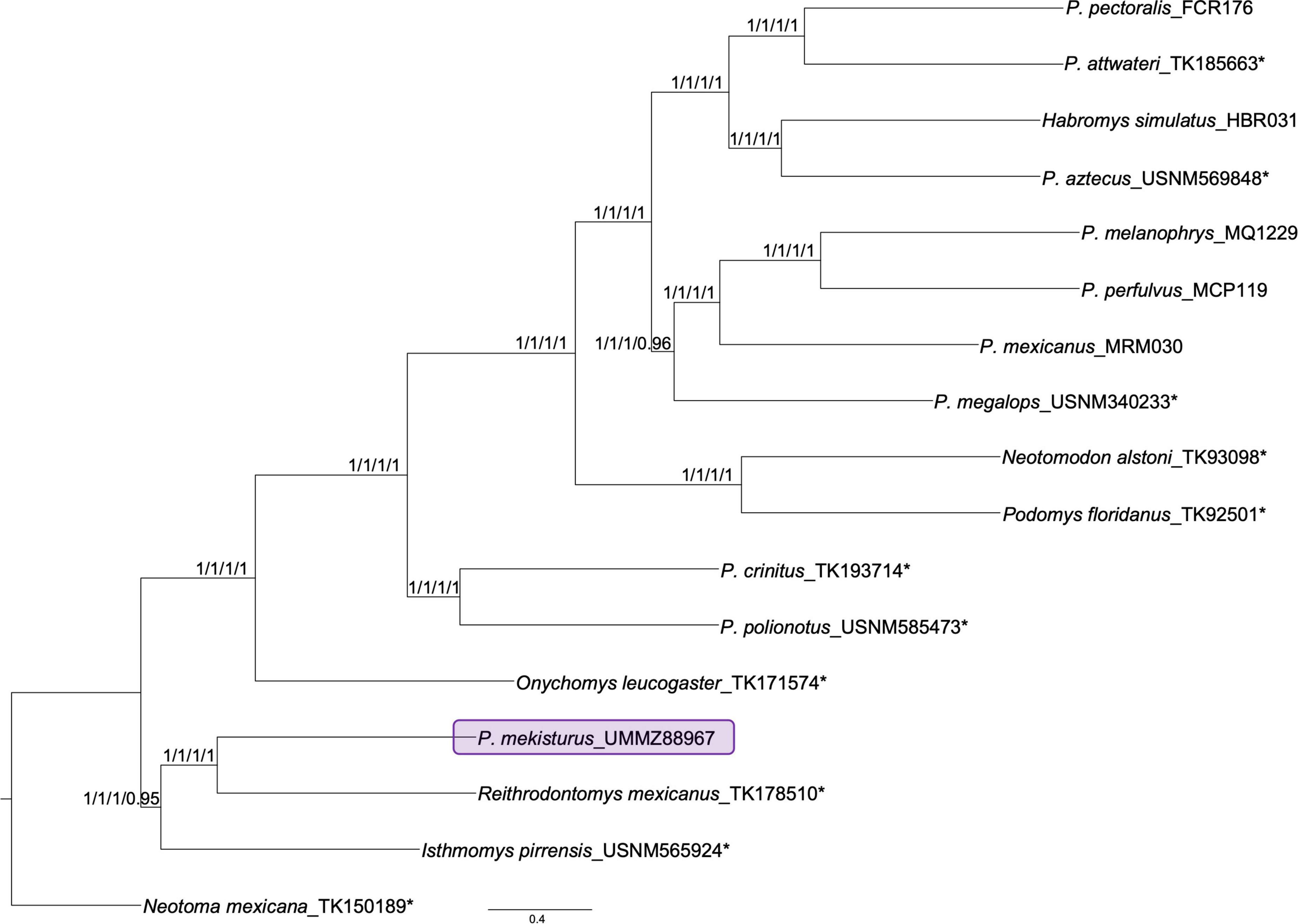 Mitogenomics of historical type specimens of Australasian turtles:  clarification of taxonomic confusion and old mitochondrial introgression