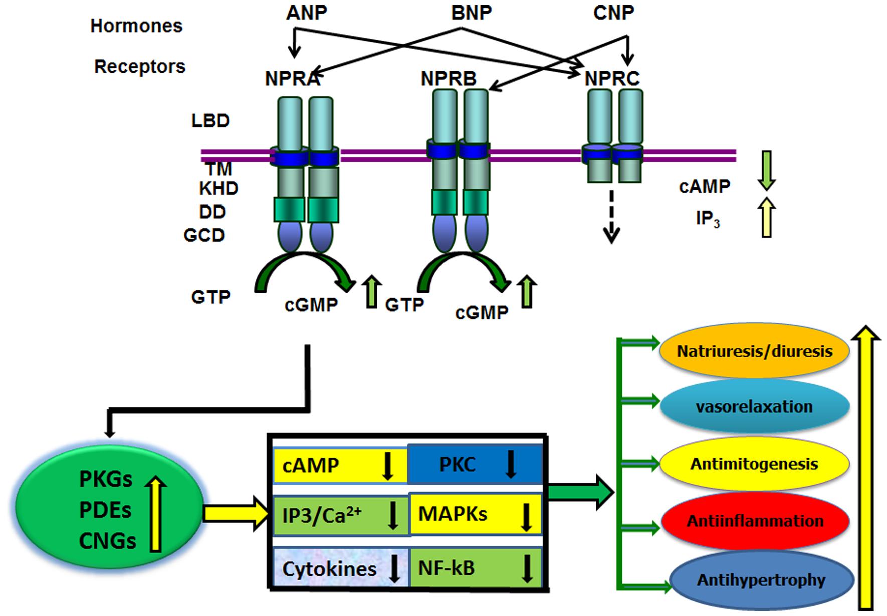 Frontiers Guanylyl Cyclase Natriuretic Peptide Receptor A Signaling Antagonizes Phosphoinositide Hydrolysis Ca2 Release And Activation Of Protein Kinase C Molecular Neuroscience