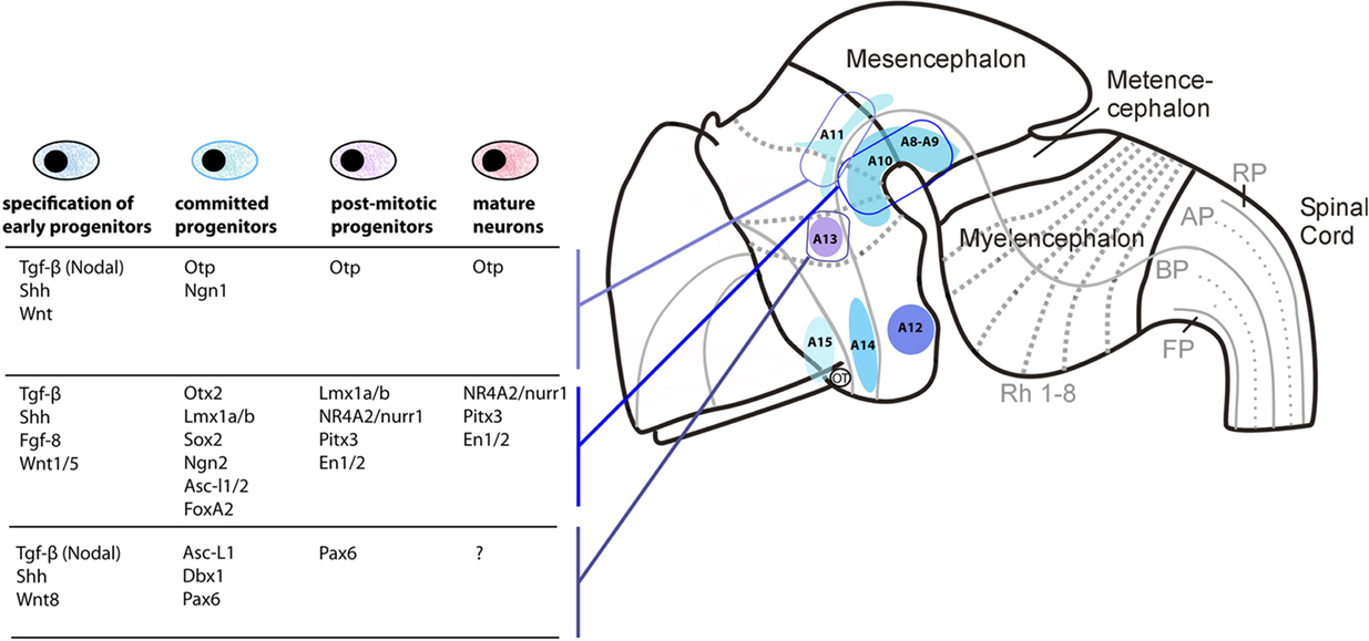 Frontiers | The Evolution of Dopamine Systems in Chordates