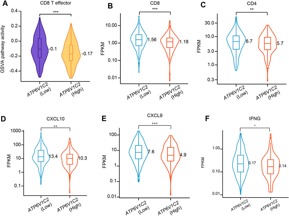 Frontiers | High Expression of ATP6V1C2 Predicts Unfavorable Overall ...