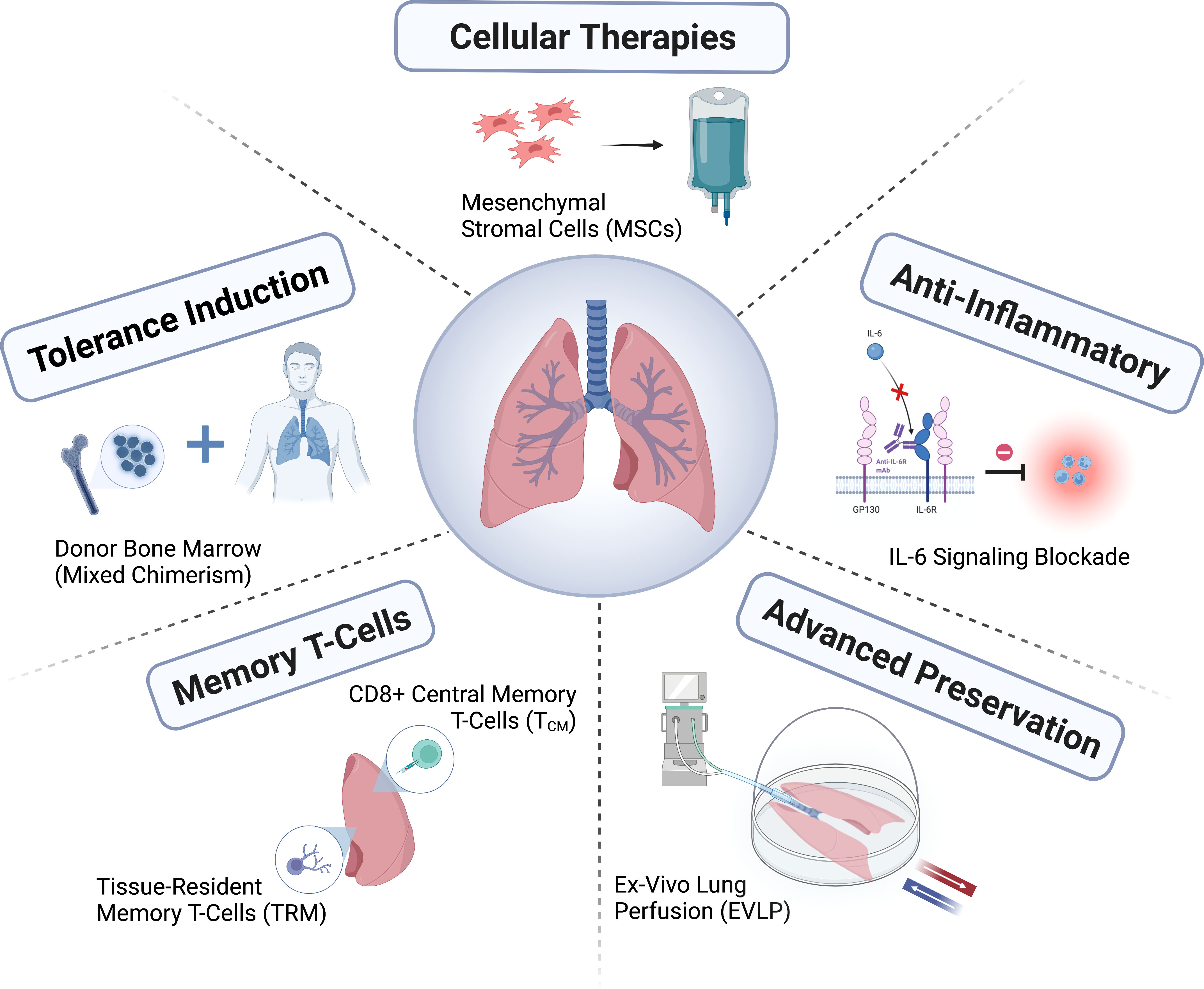 Frontiers Novel Approaches For Long term Lung Transplant Survival