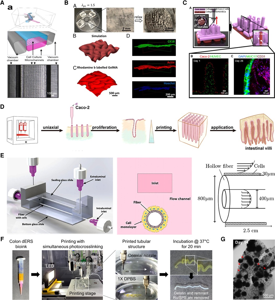 frontiers-recent-advances-in-biofabricated-gut-models-to-understand