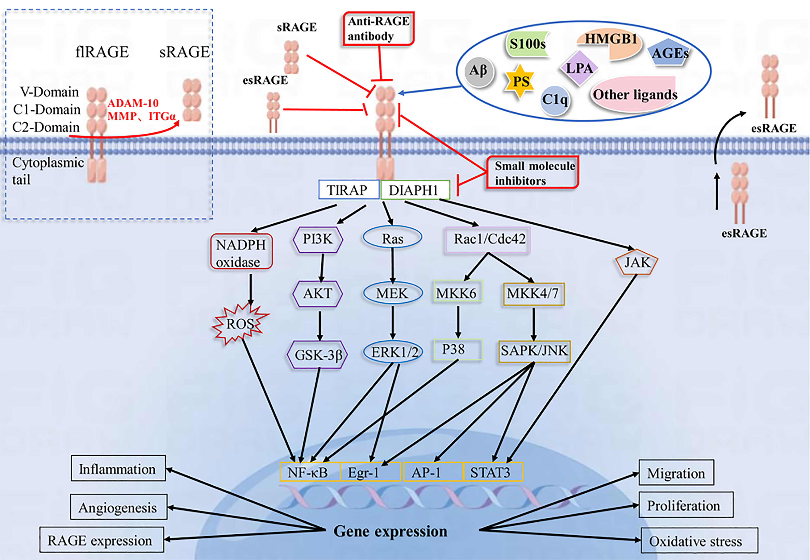 Frontiers  Pathophysiology of RAGE in inflammatory diseases