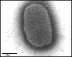 Frontiers | Interactions of Salmonella with animals and plants ...