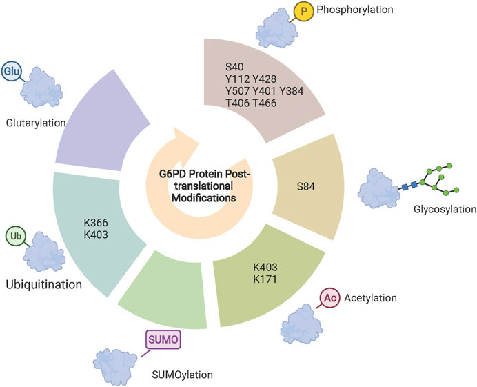 Frontiers Recent Findings In The Regulation Of G6PD And Its Role In 