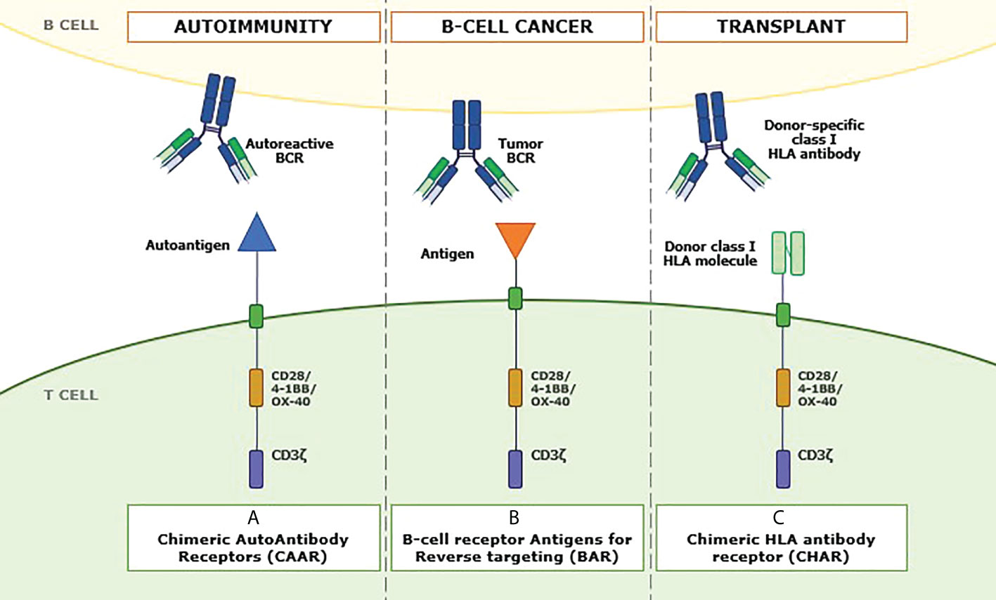 Frontiers | Ligand-based CAR-T Cell: Different Strategies To Drive T ...