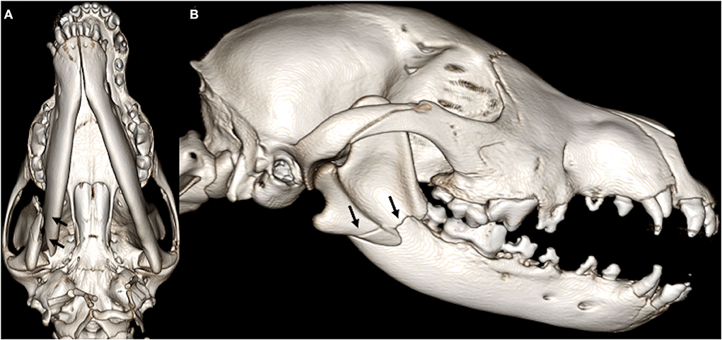 occipital bump dog