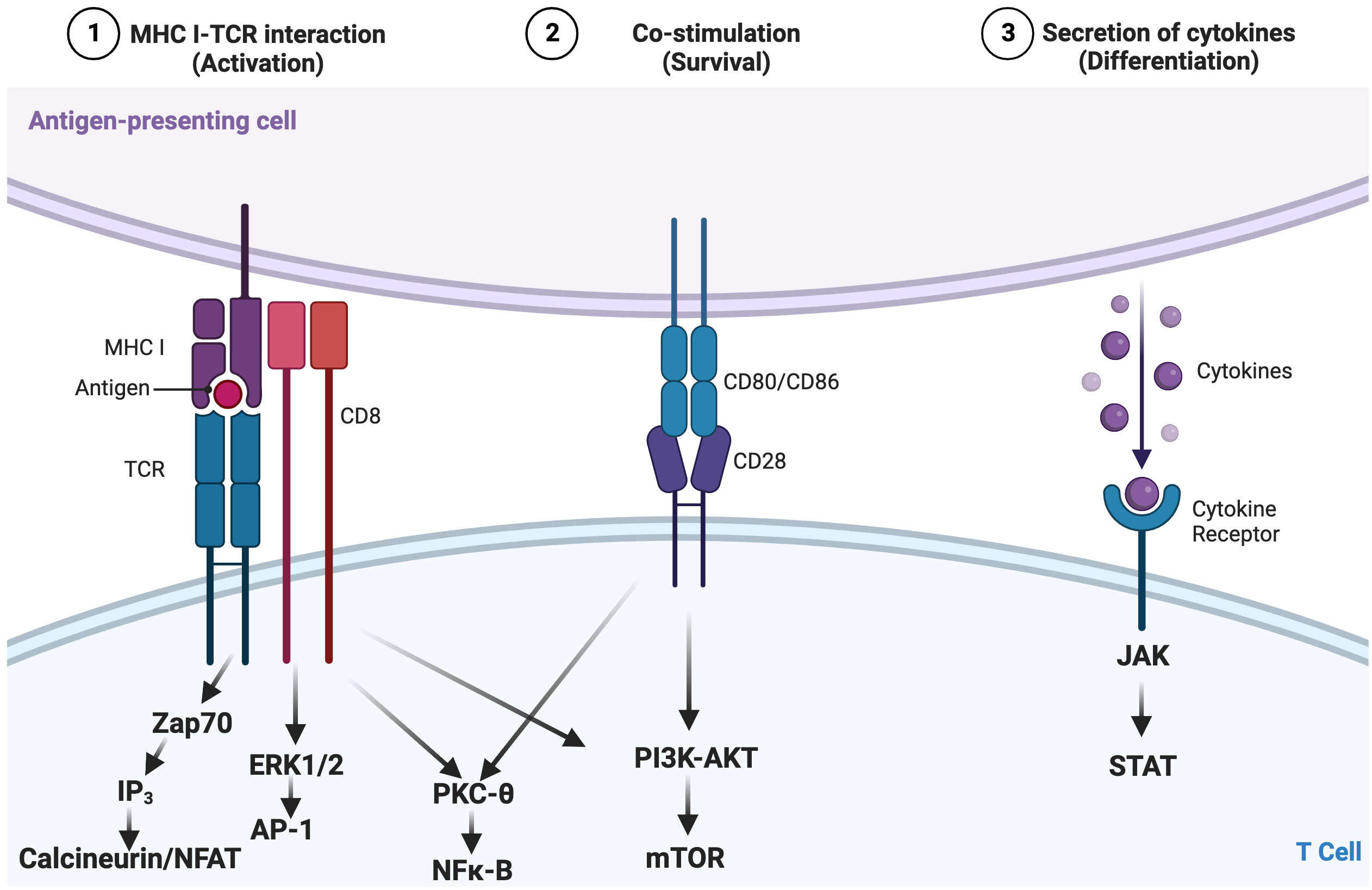Frontiers | Defining and targeting patterns of T cell dysfunction 