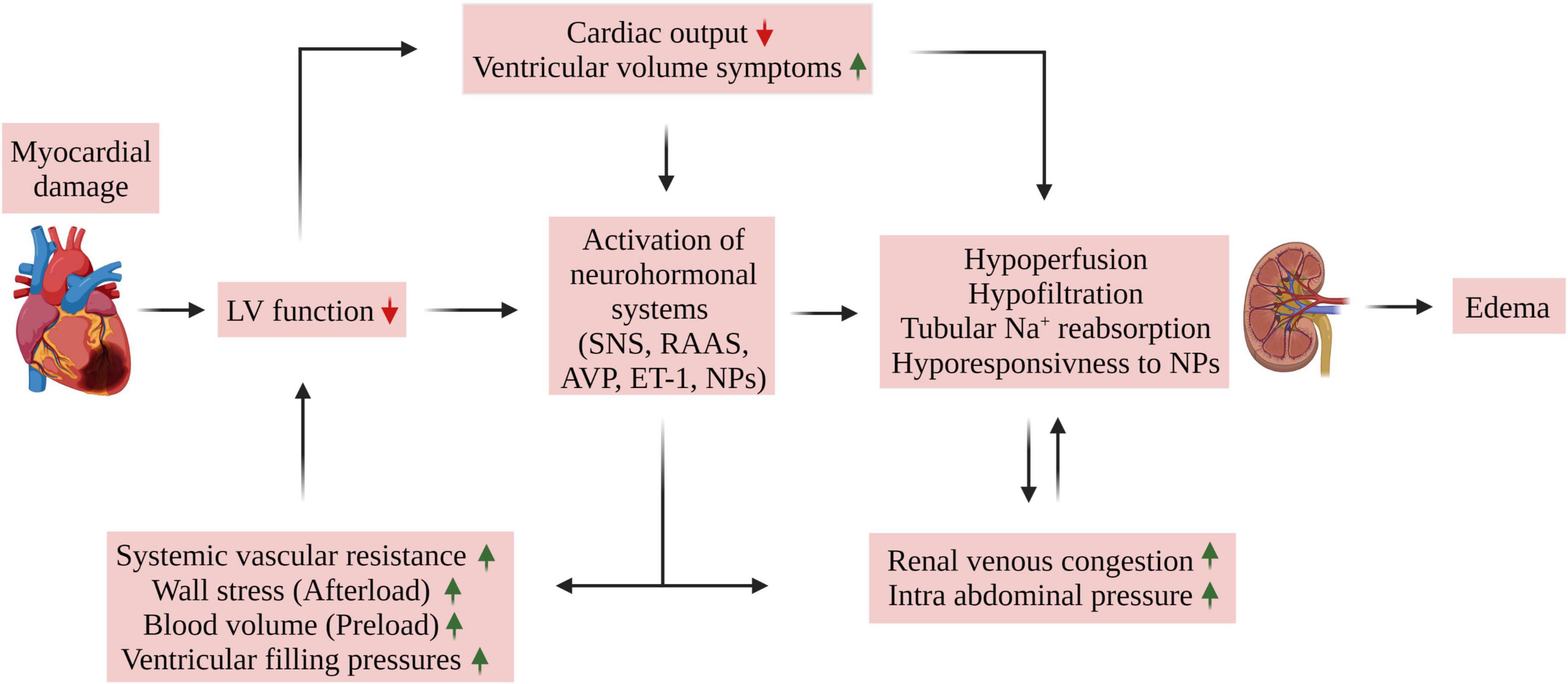 Frontiers Edema Formation In Congestive Heart Failure And The 