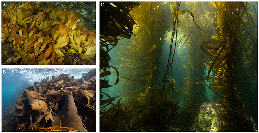 Figure 2 - Most common kelp species of the Great Southern Reef: (A) golden kelp; (B) bull kelp; and (C) giant kelp.